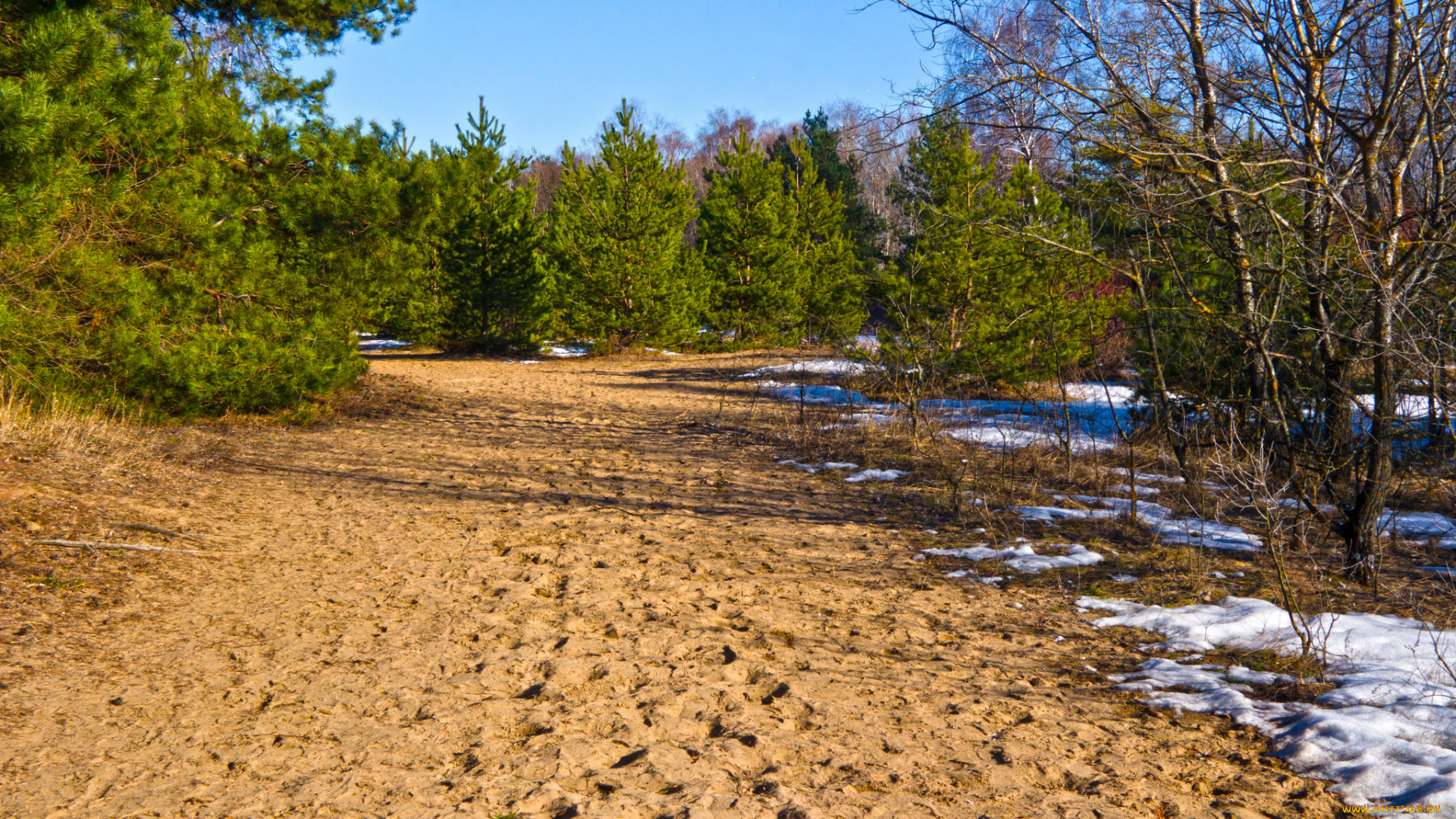 природа, лес, деревья