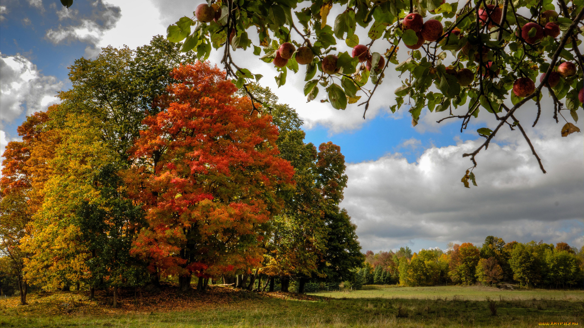 природа, лес, деревья