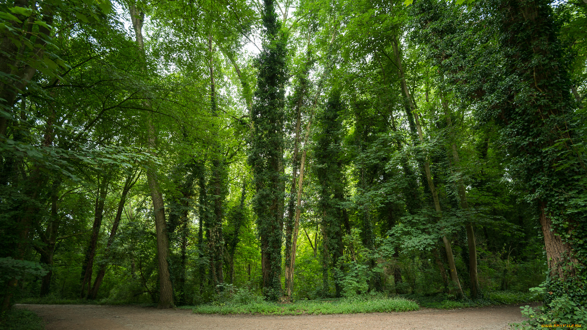 природа, лес, деревья