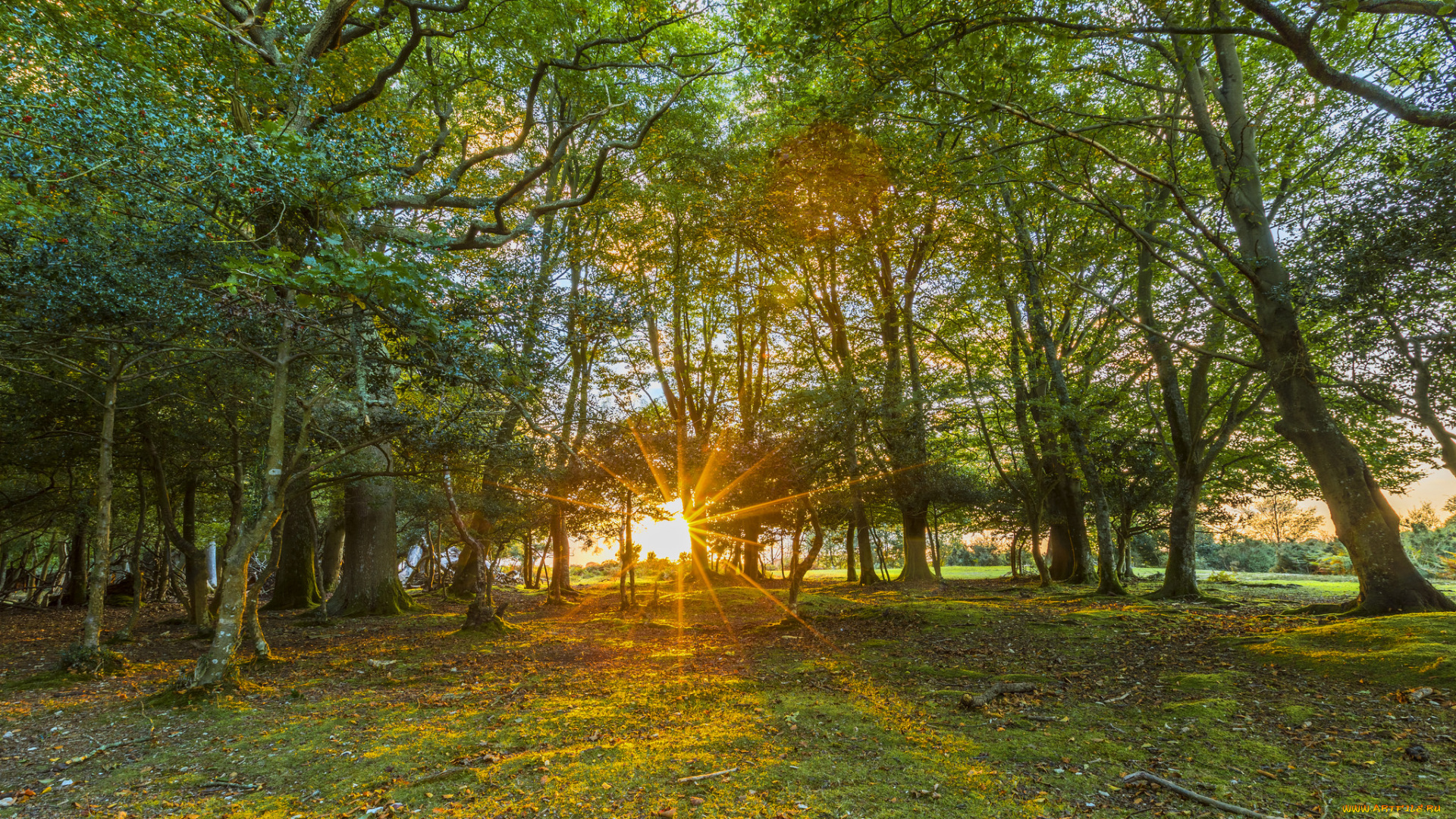 природа, лес, деревья