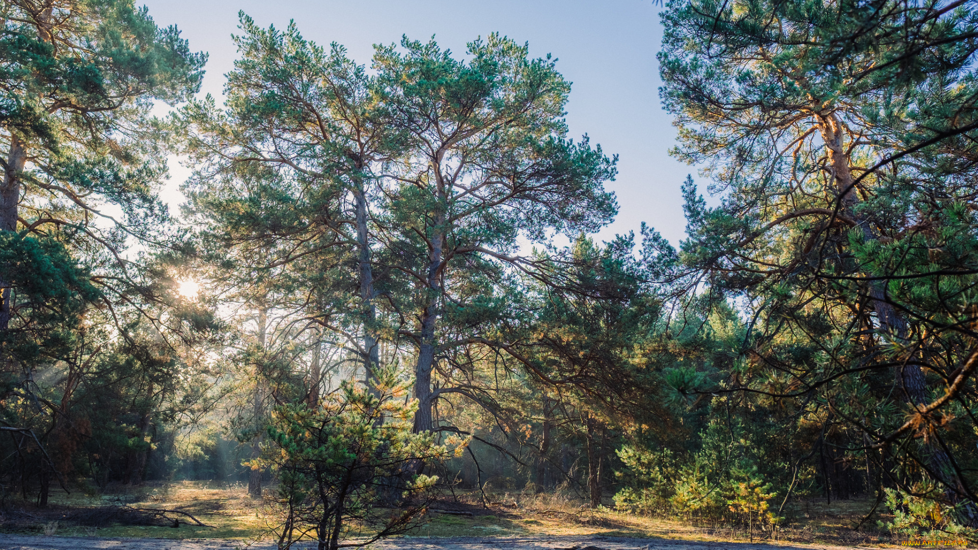 природа, лес, деревья