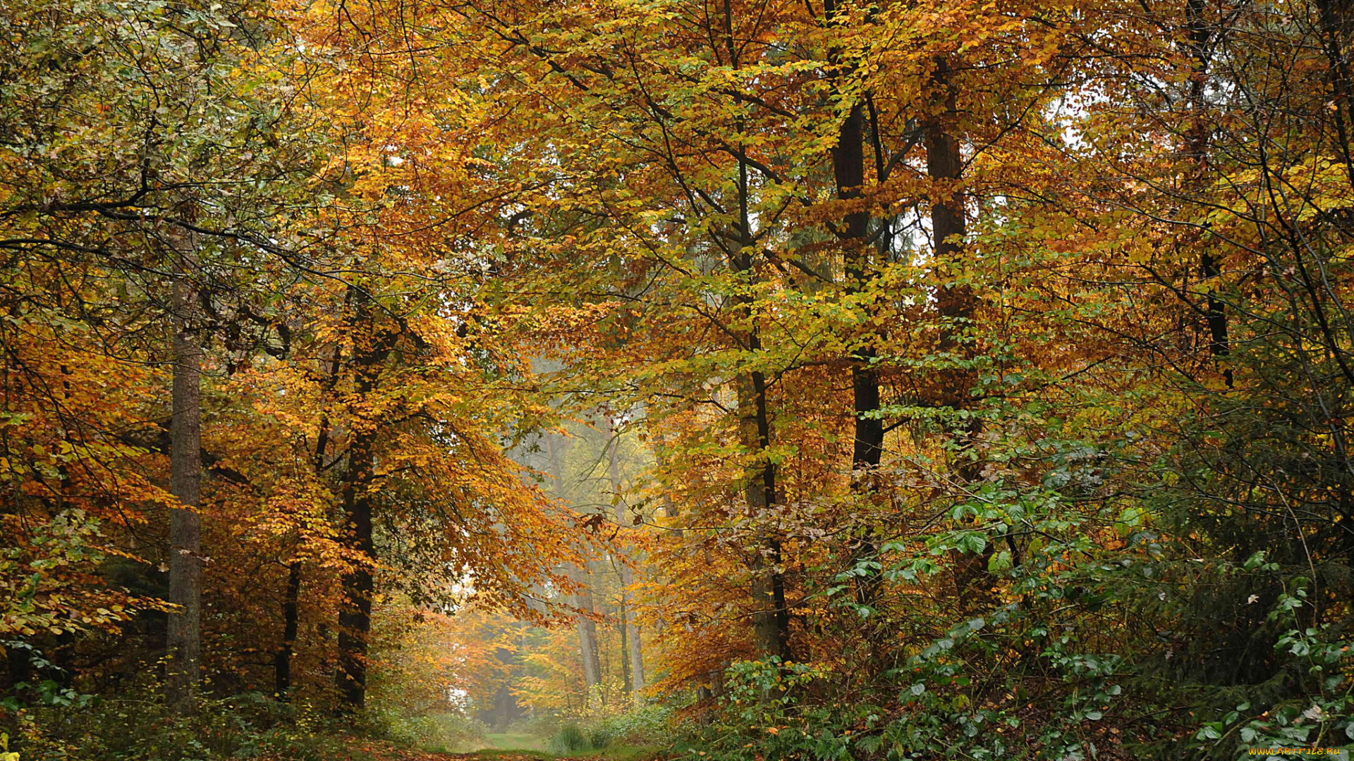 природа, лес, простор