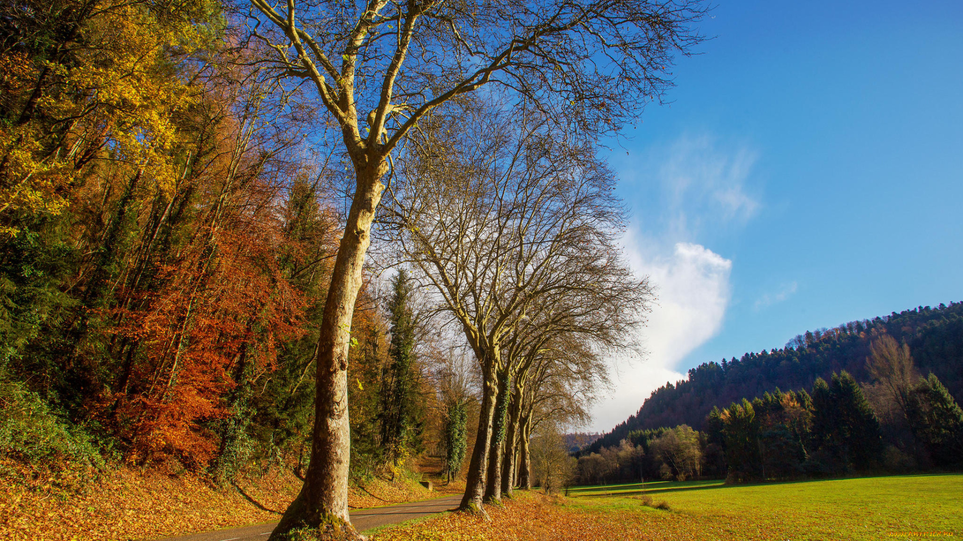 природа, пейзажи, поле, осень, лес, деревья, дорога