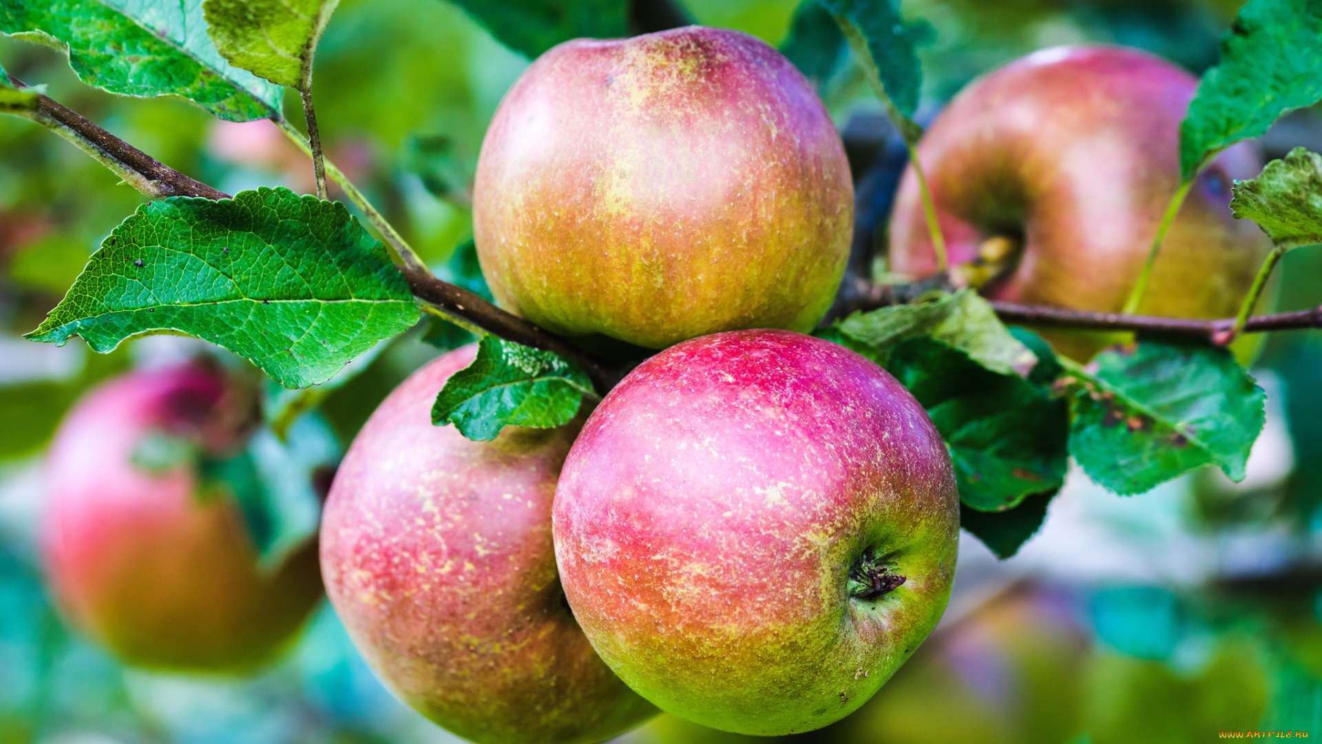 природа, плоды, яблоки