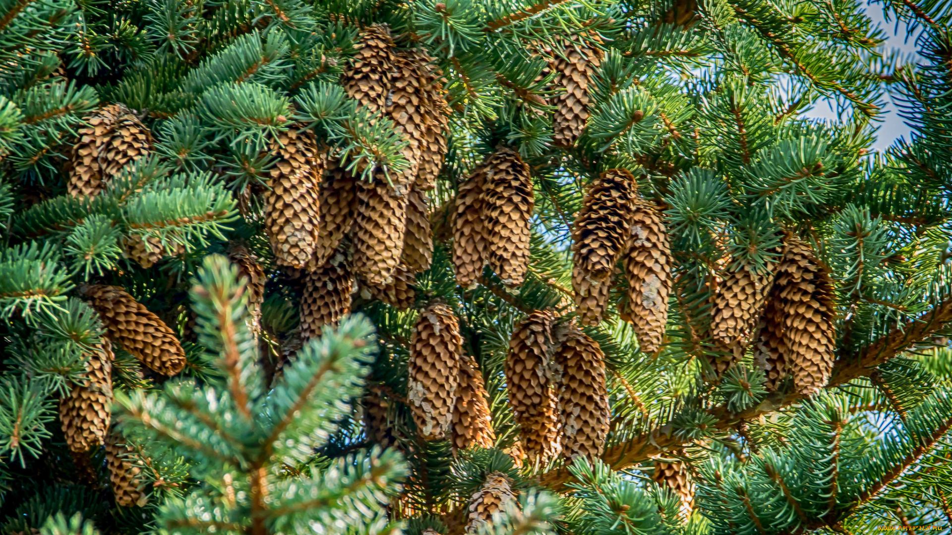 природа, шишки, , жёлуди, , каштаны, ель