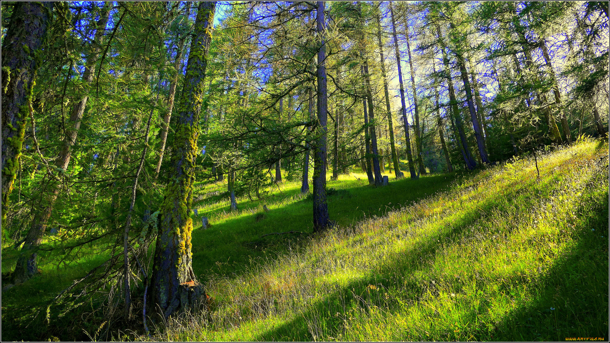 природа, лес, деревья