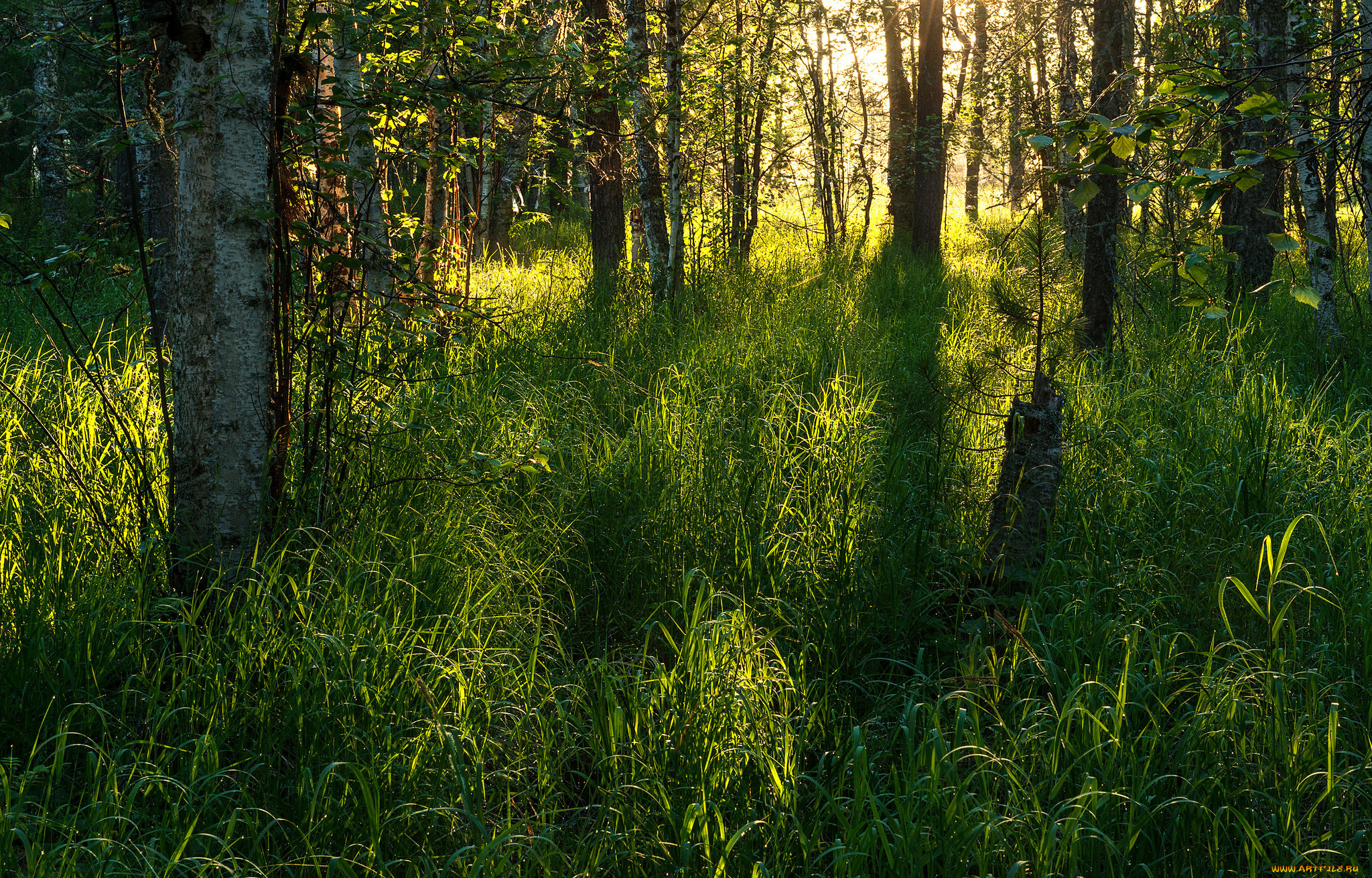 природа, лес, деревья
