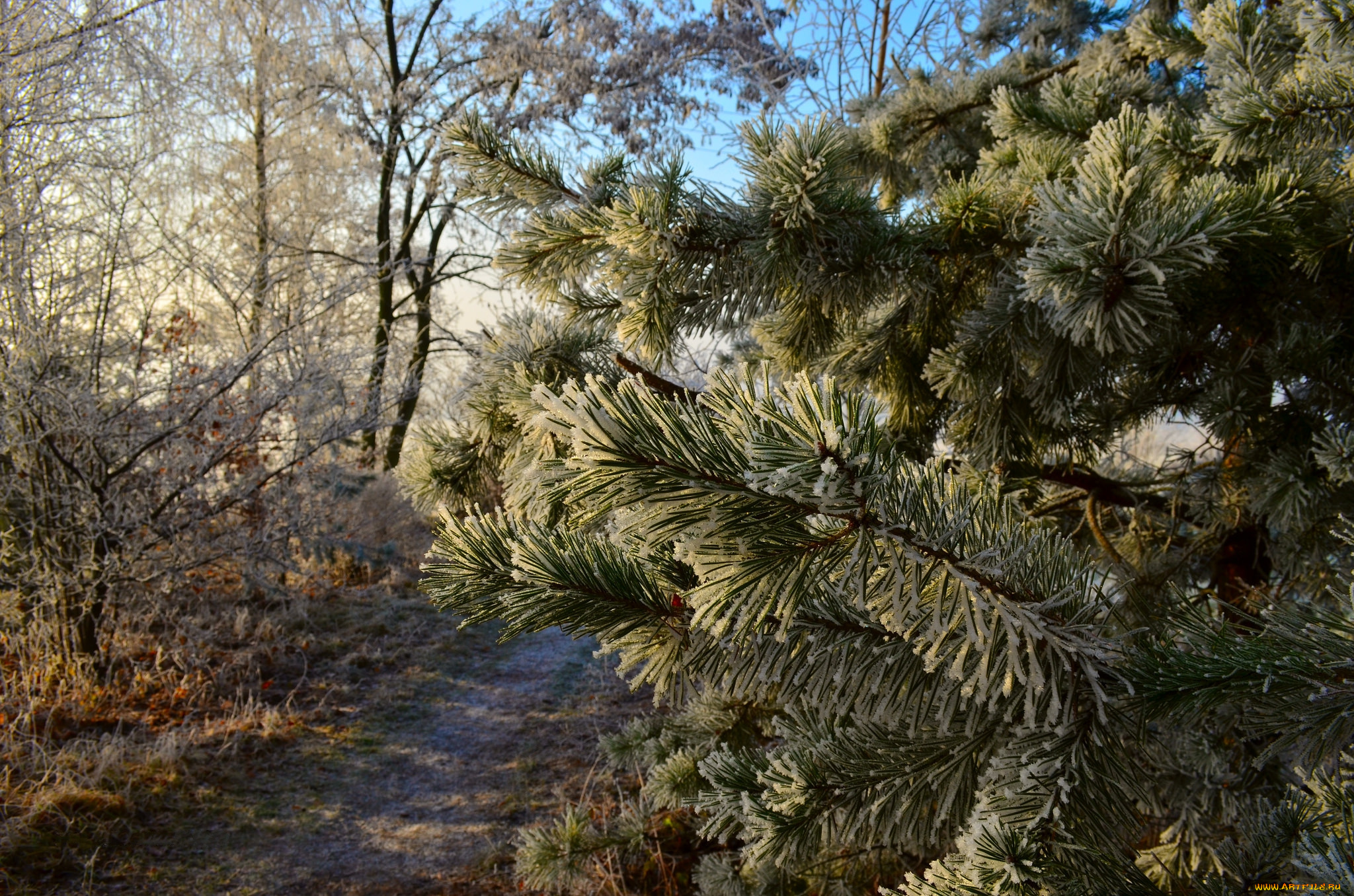 природа, деревья, хвоя