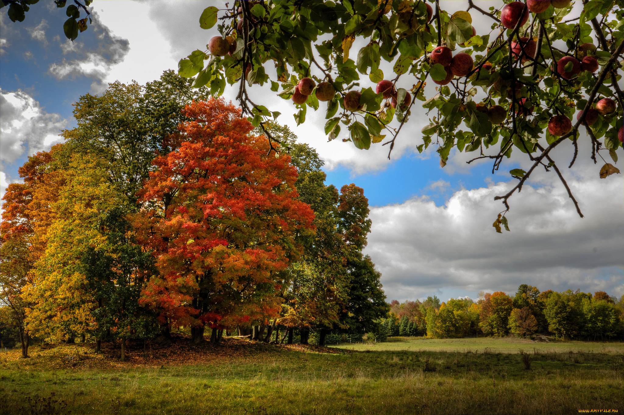природа, лес, деревья