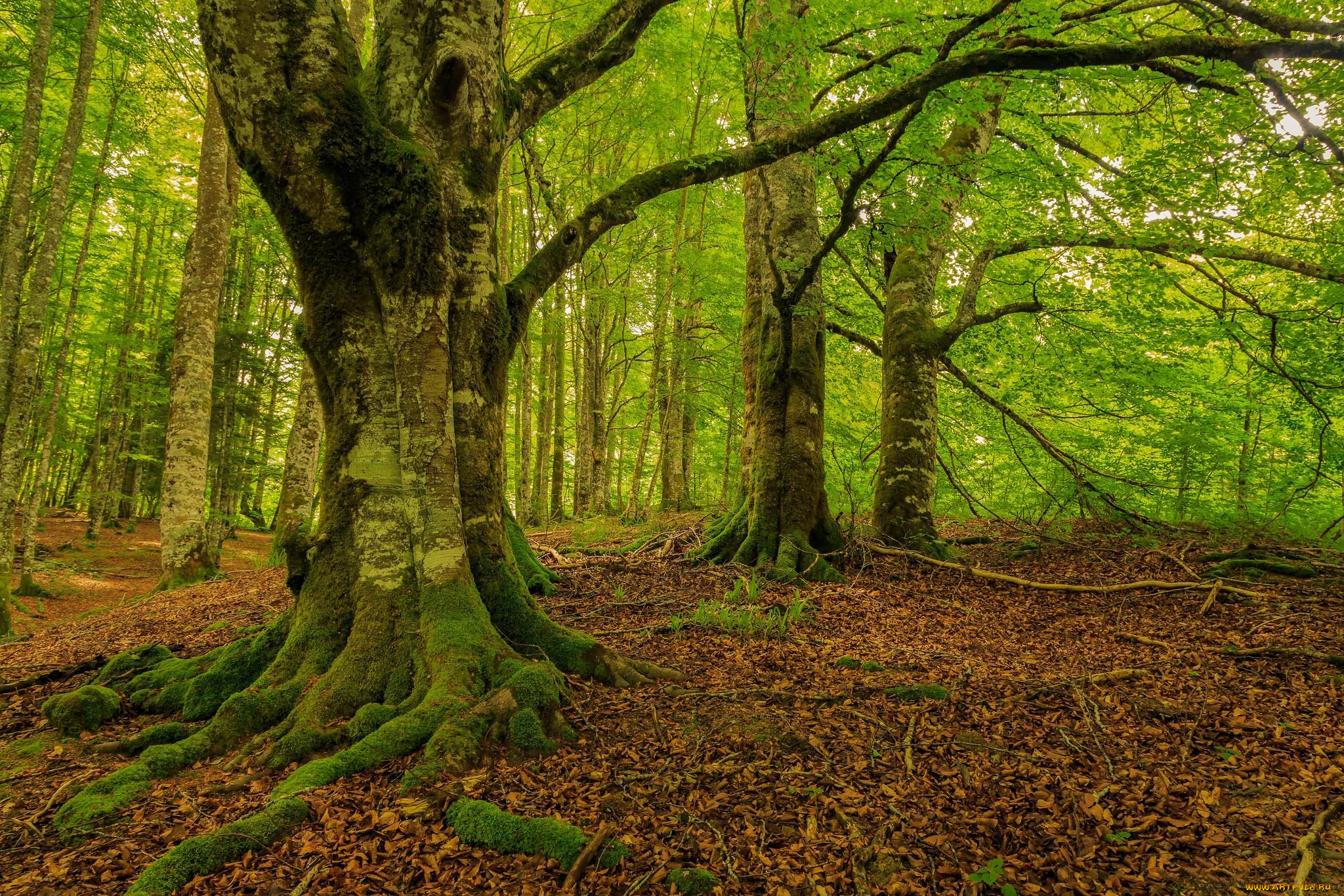 природа, лес, деревья