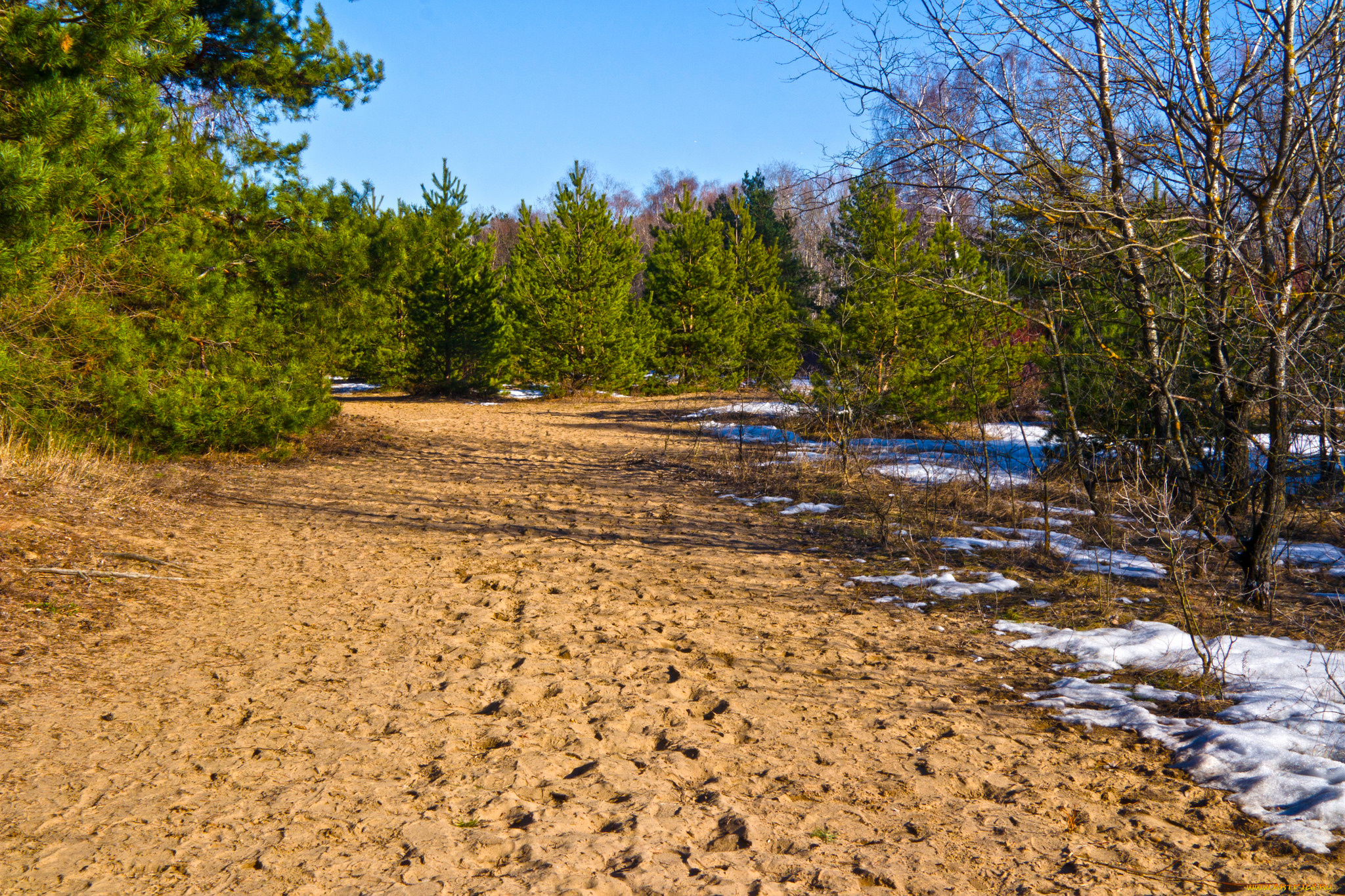 природа, лес, деревья