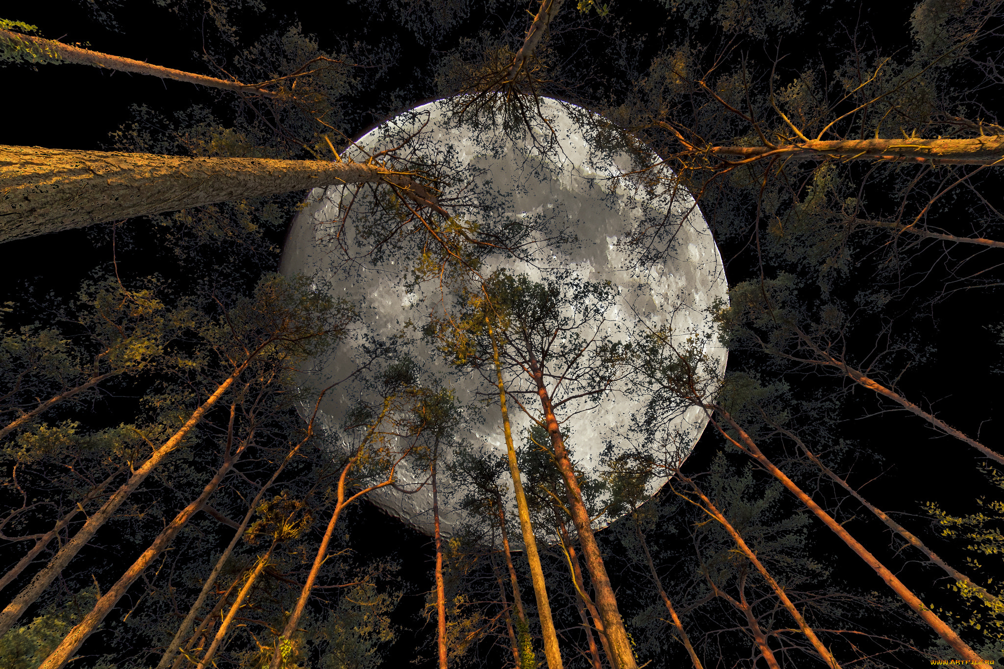 природа, лес, деревья