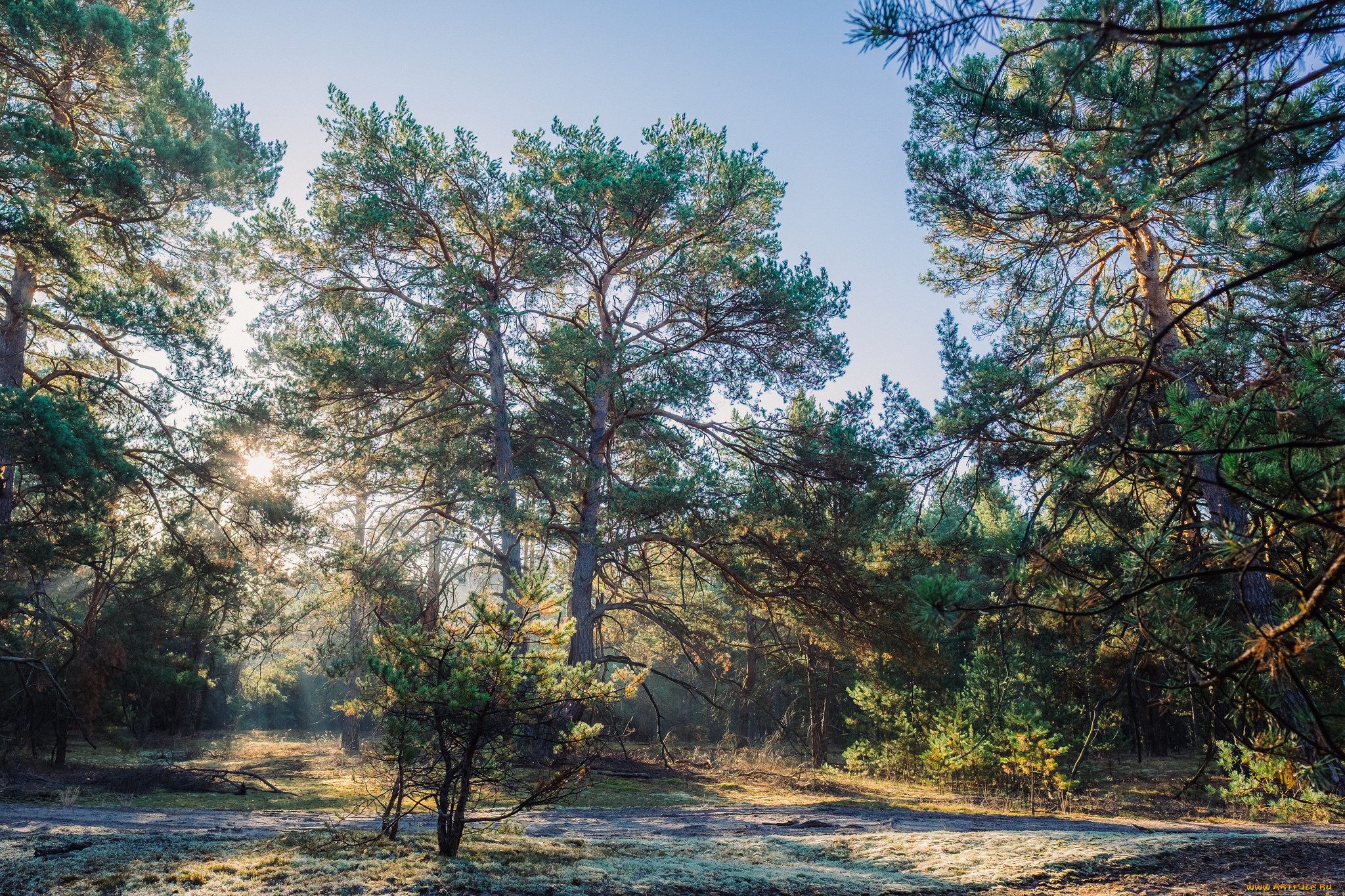 природа, лес, деревья