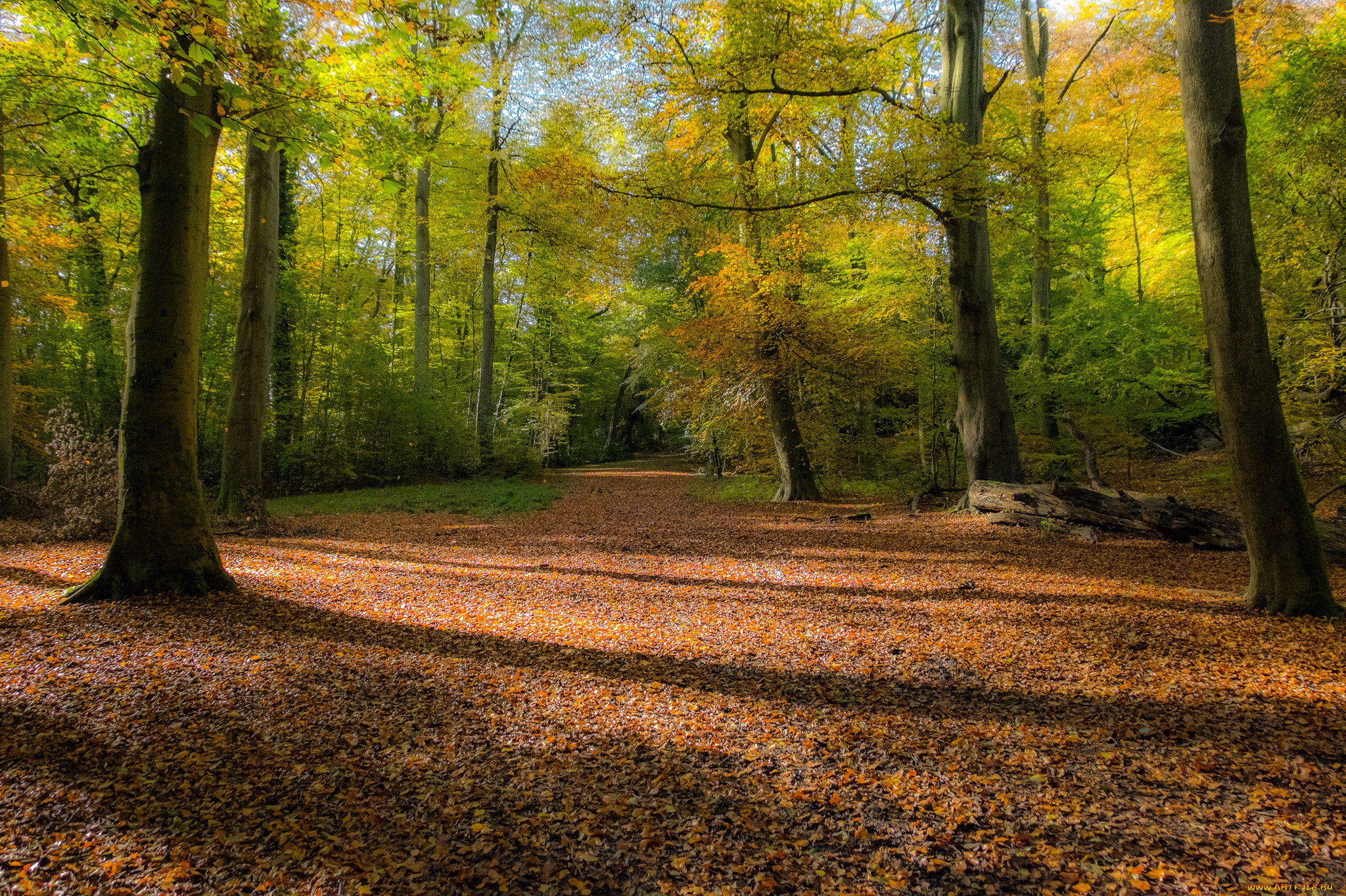 природа, лес, простор