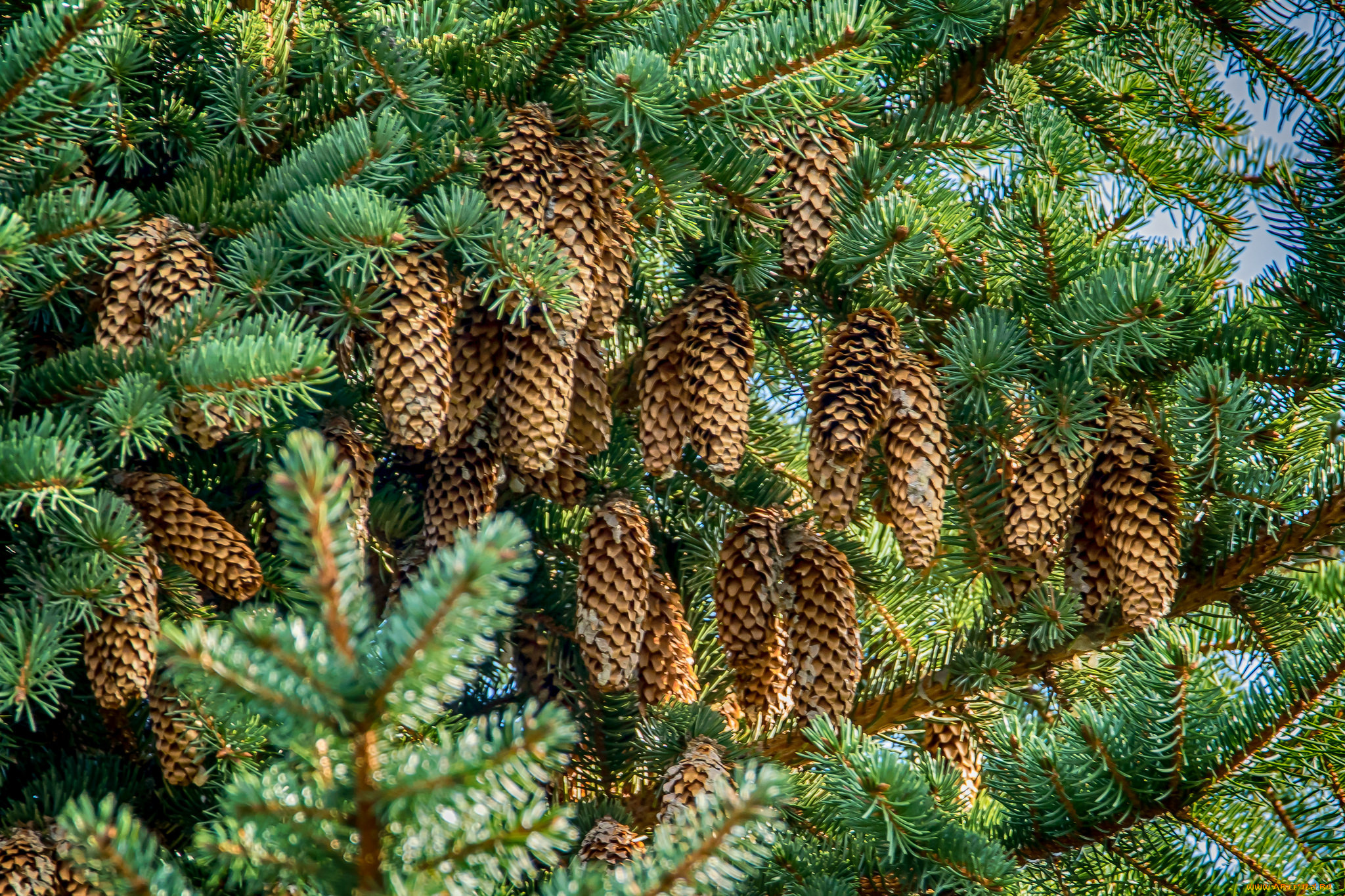 природа, шишки, , жёлуди, , каштаны, ель