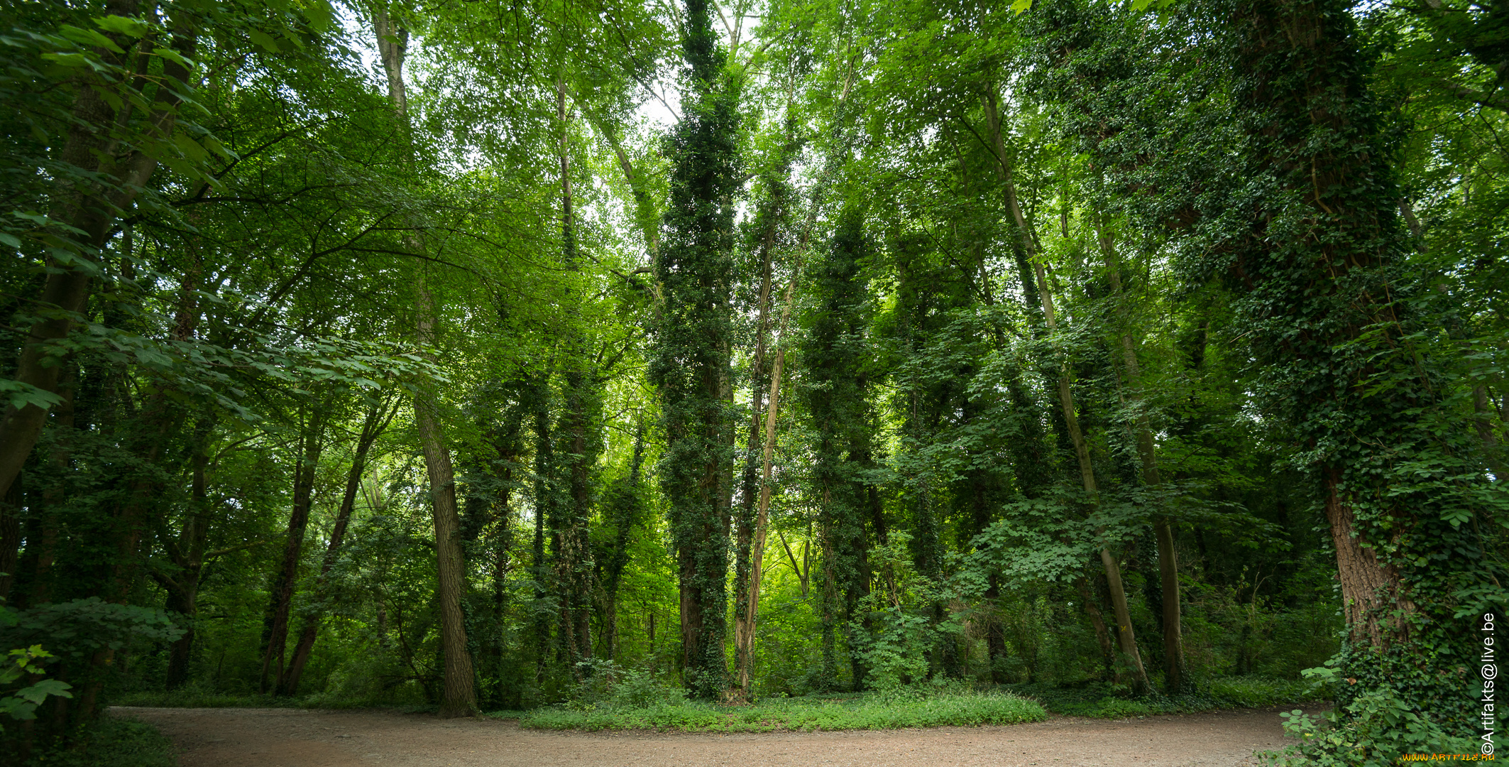 природа, лес, деревья