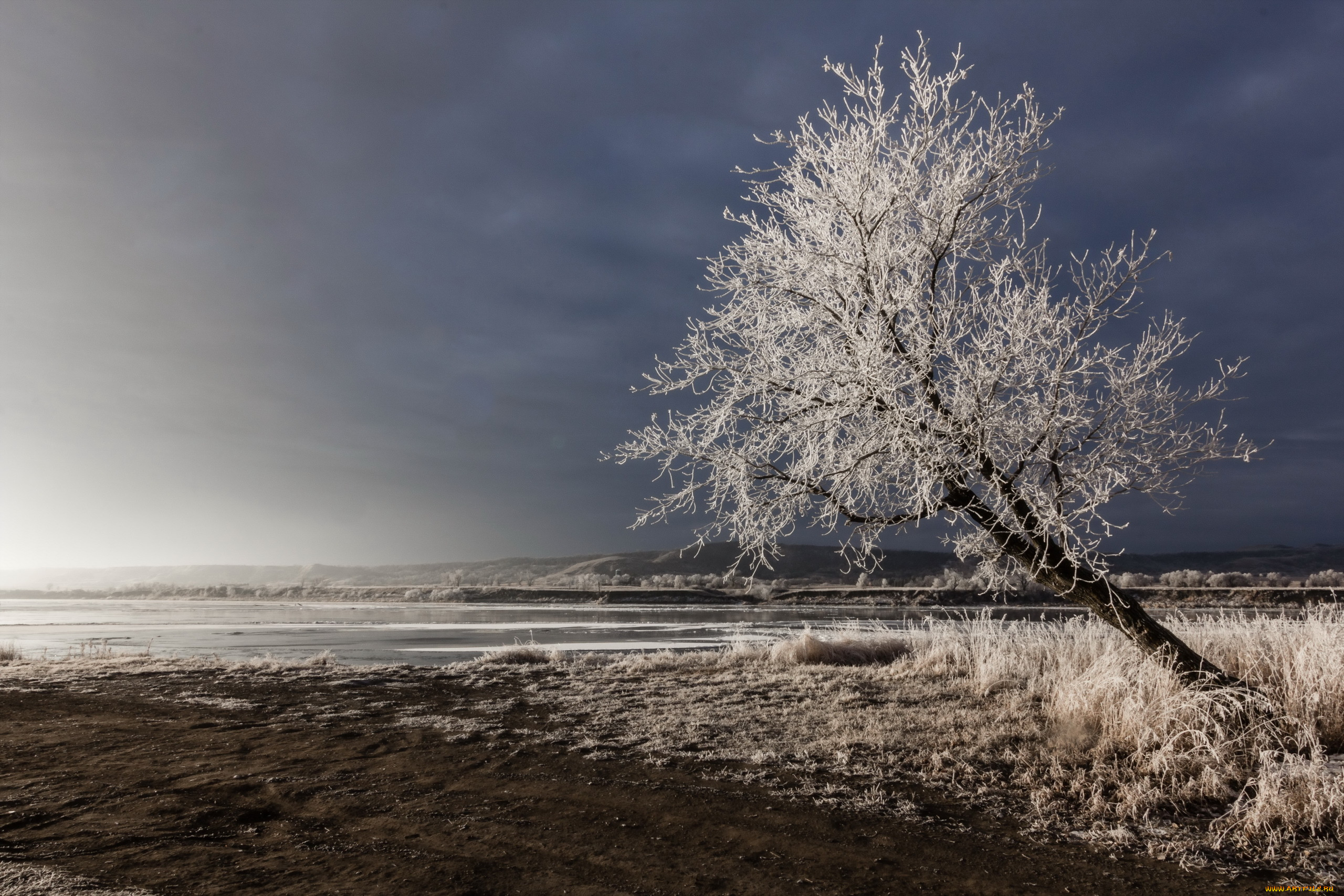 природа, деревья, поле, зима, дерево