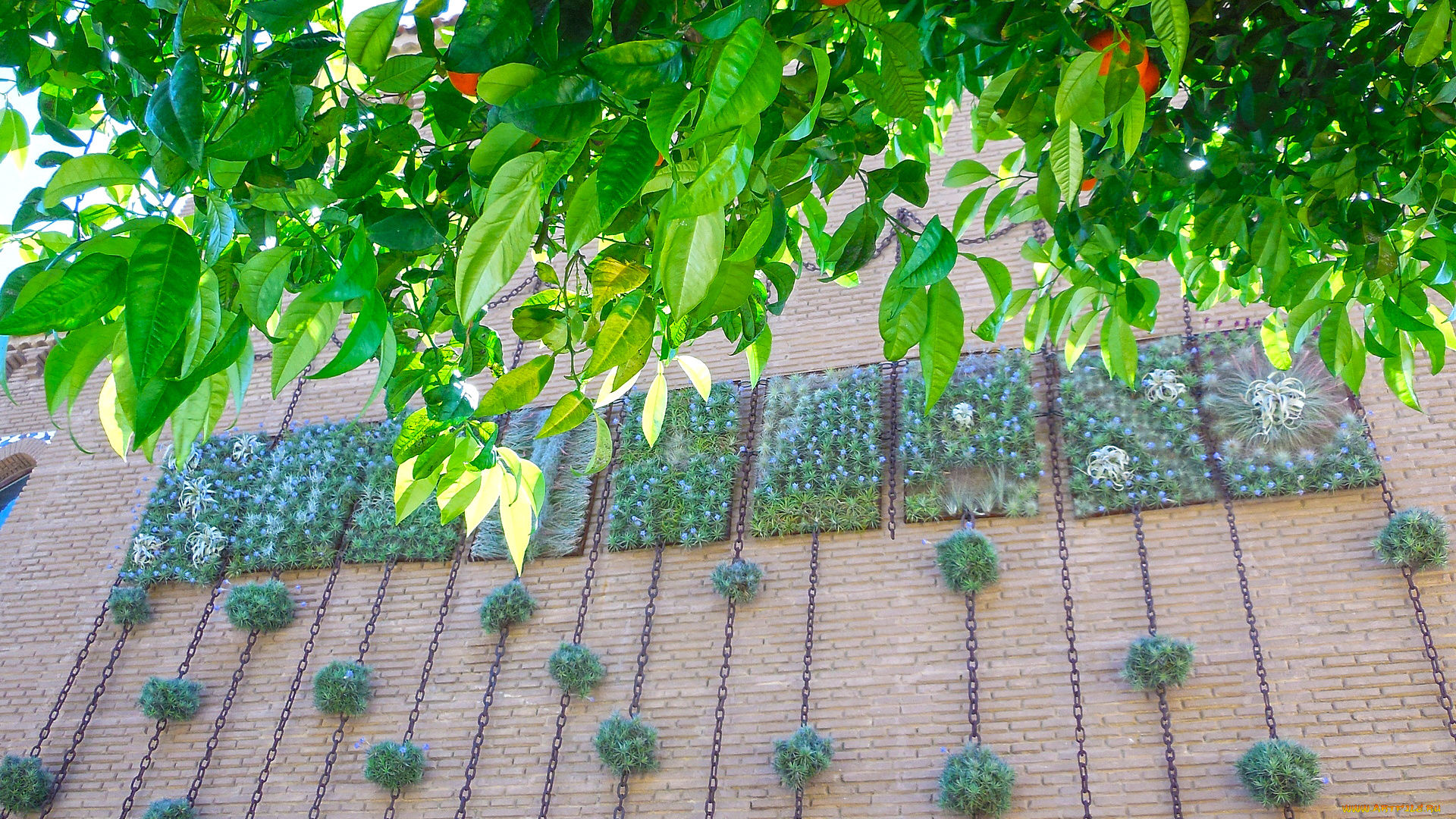 барселона, города, -, другое, растения