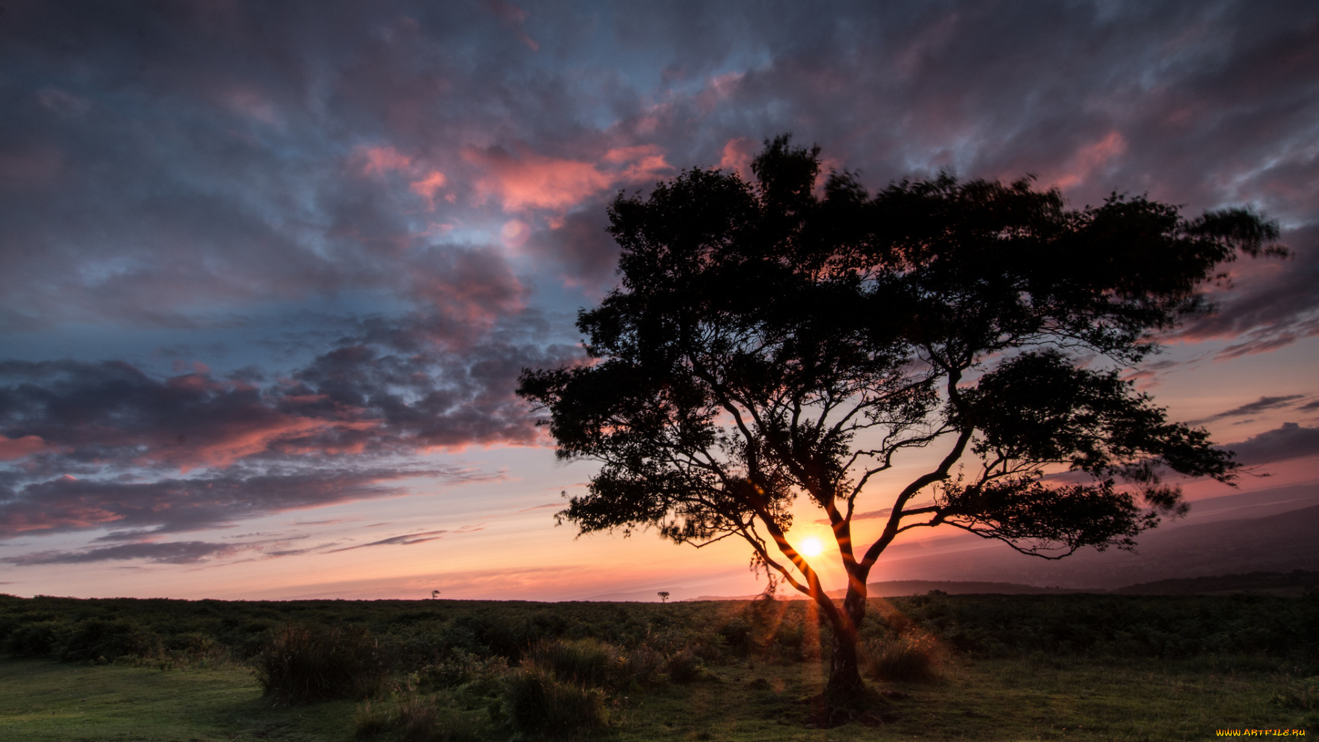 природа, деревья, простор