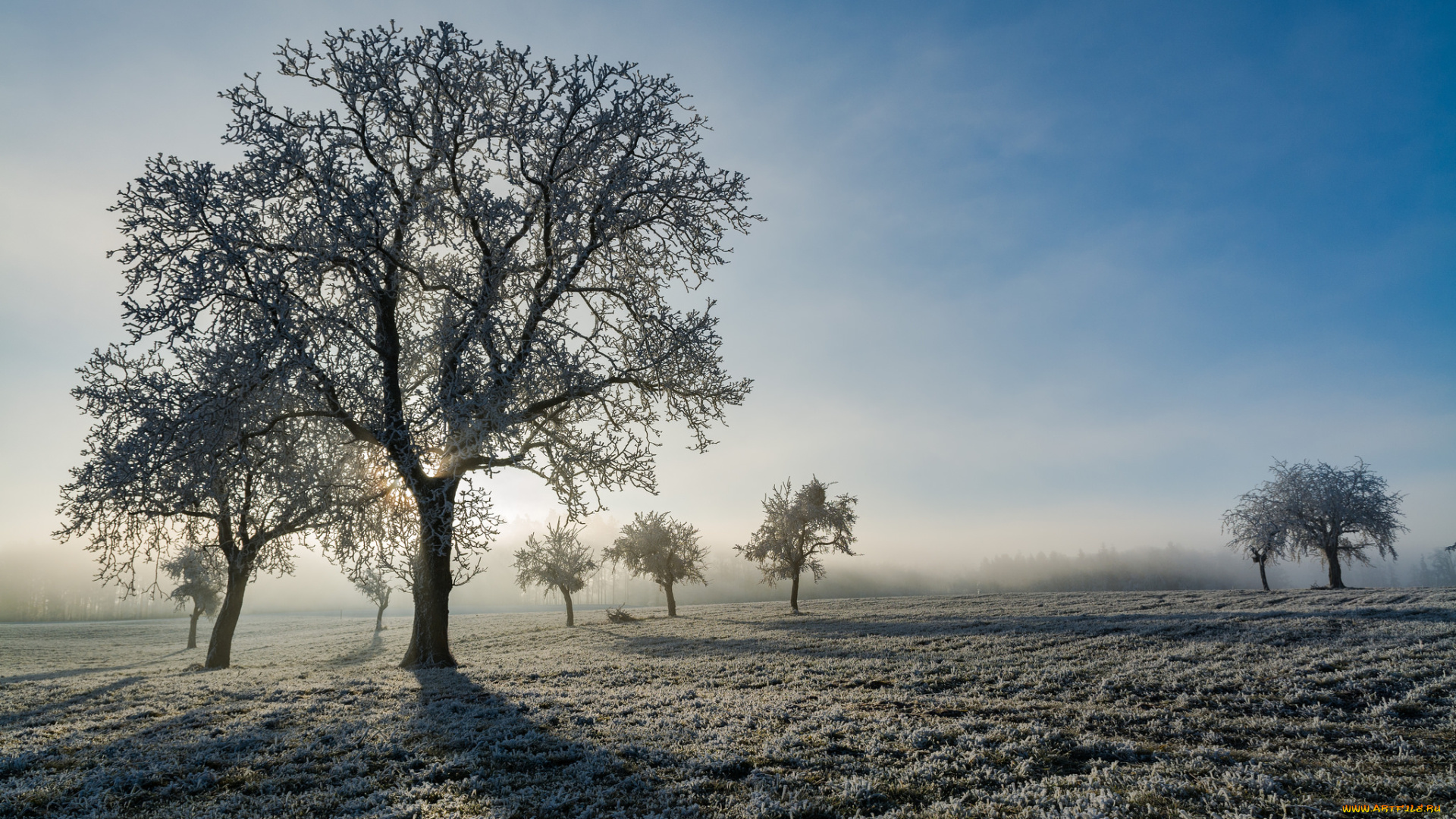 природа, деревья, простор