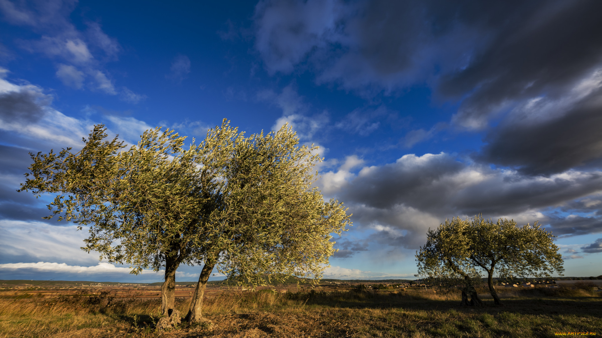 природа, деревья, простор