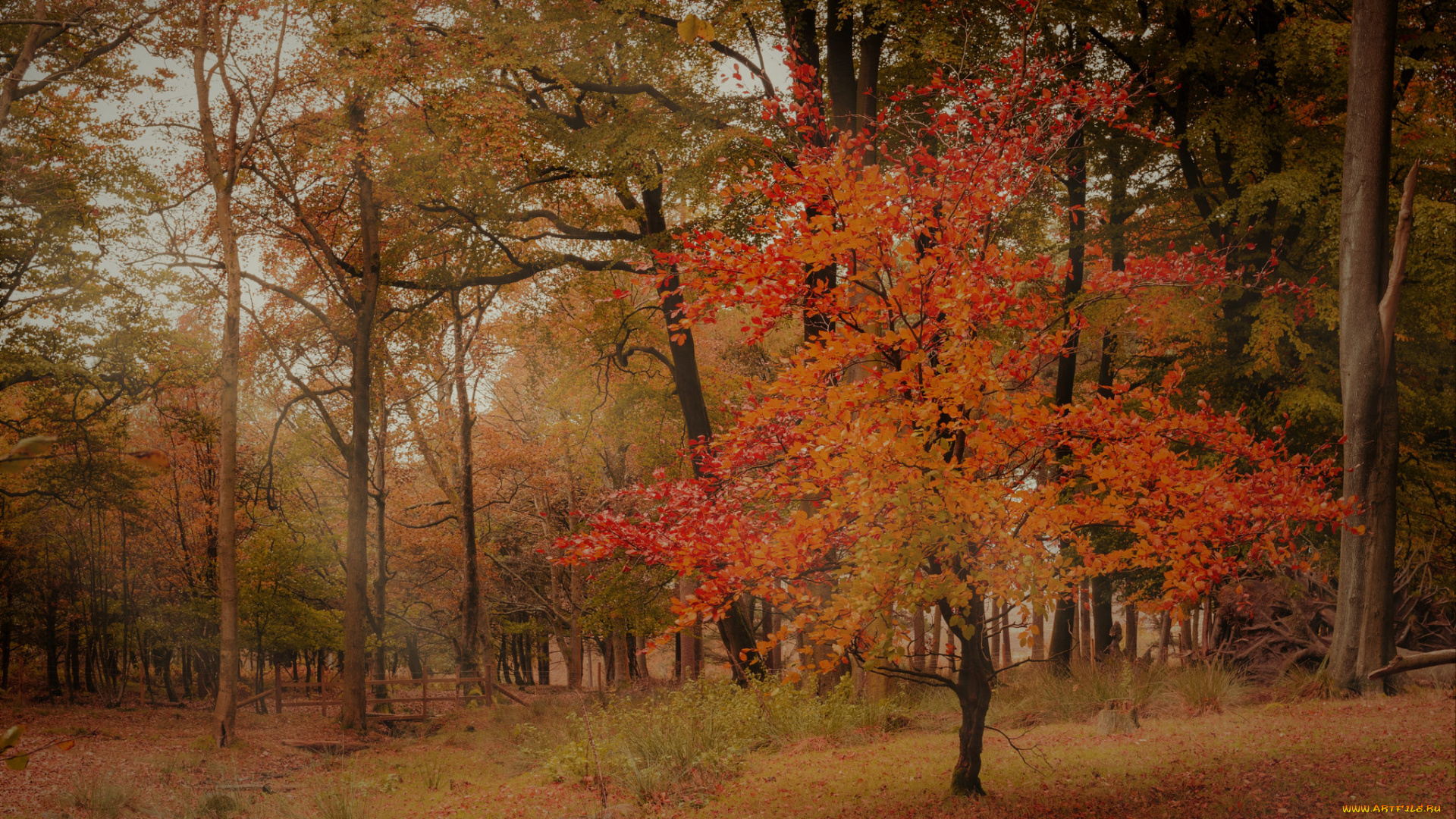 природа, лес, простор