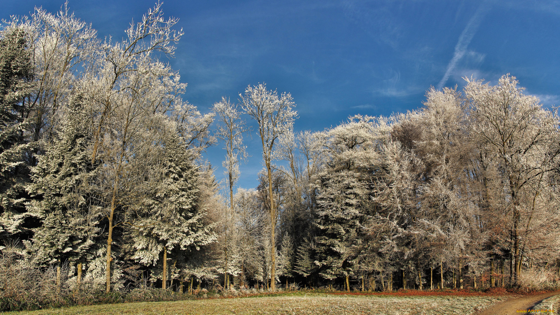 природа, лес, простор