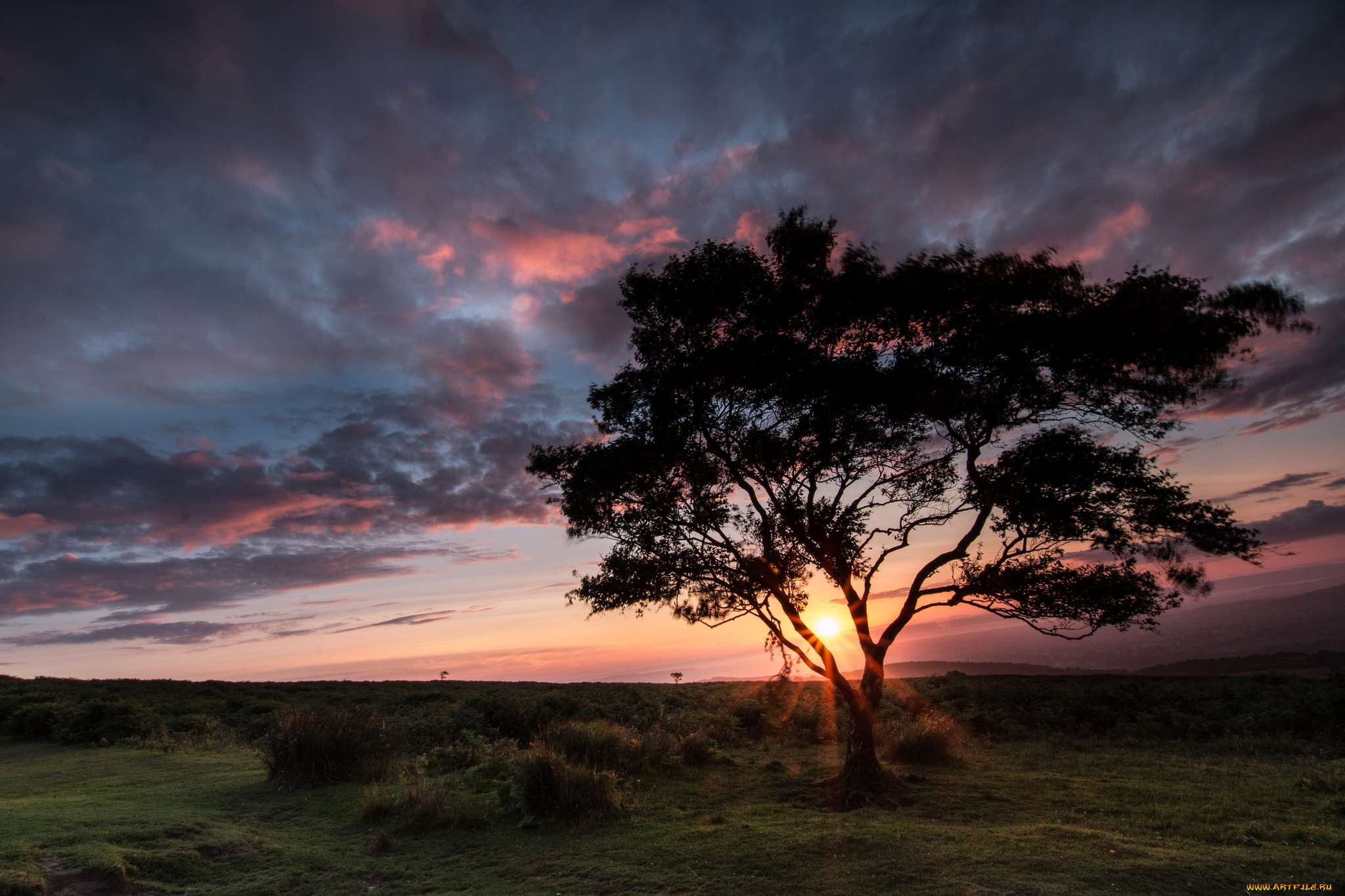 природа, деревья, простор