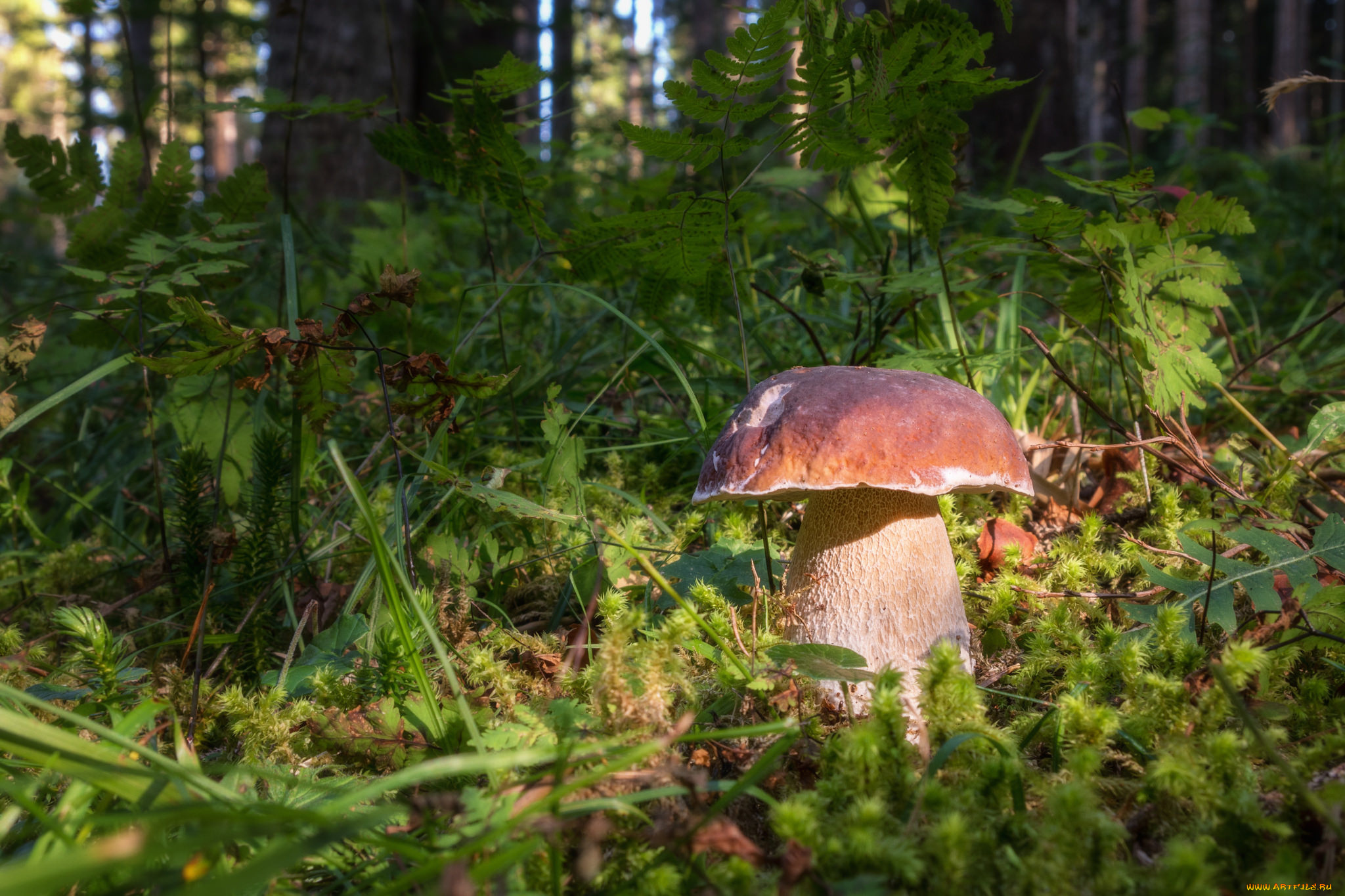 природа, грибы, грибок