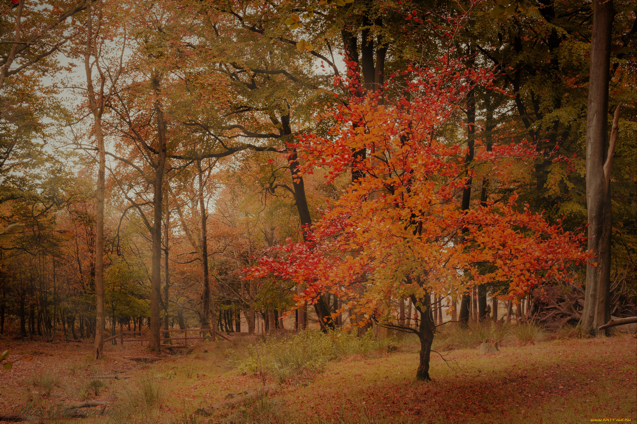 природа, лес, простор