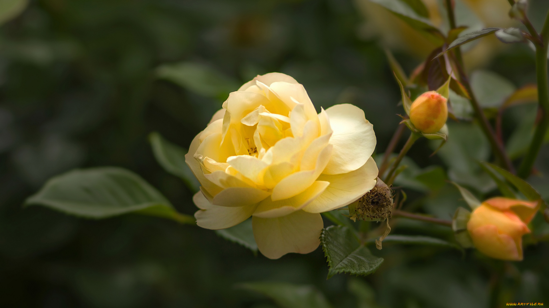 цветы, розы, лепестки, бутон