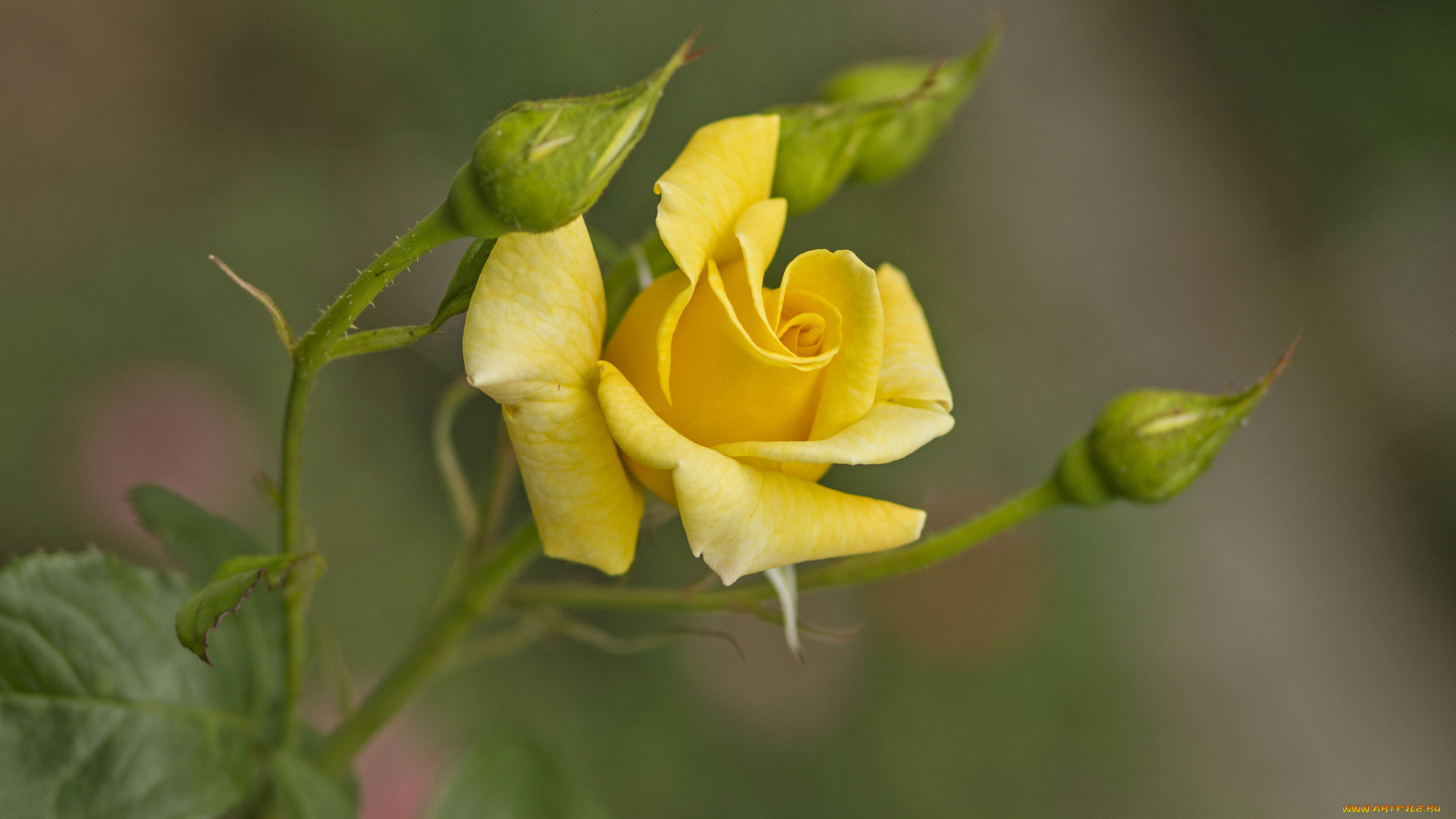 цветы, розы, лепестки, бутон