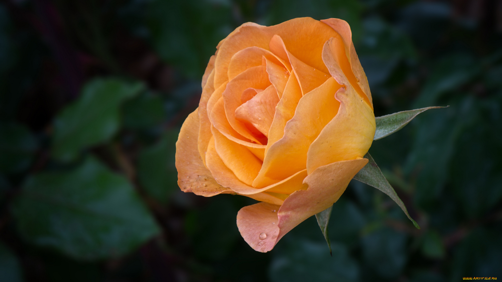 цветы, розы, лепестки, бутон