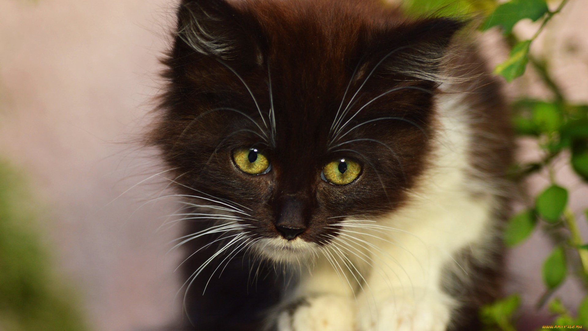 животные, коты, котенок