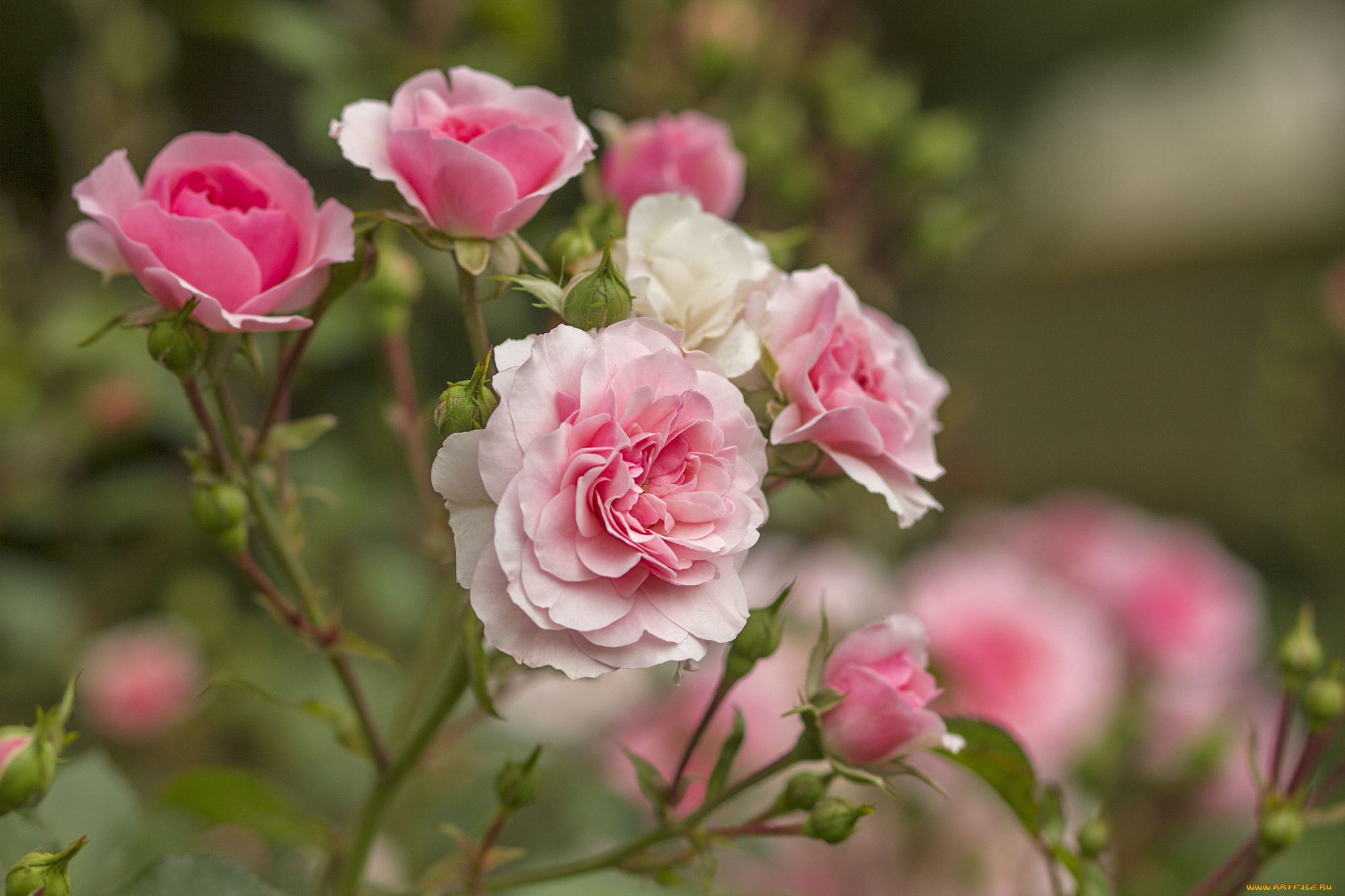 цветы, розы, лепестки, бутон