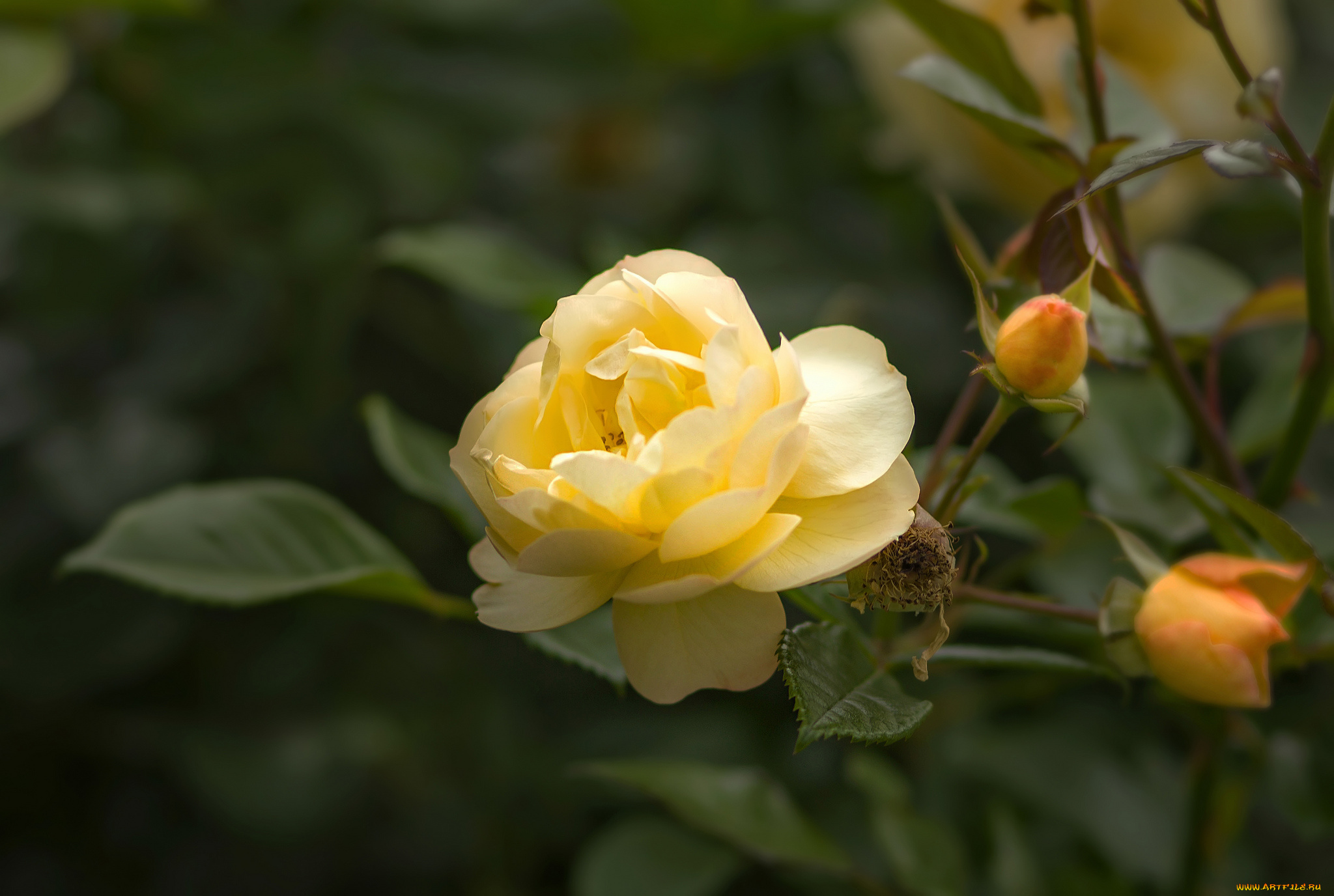 цветы, розы, лепестки, бутон