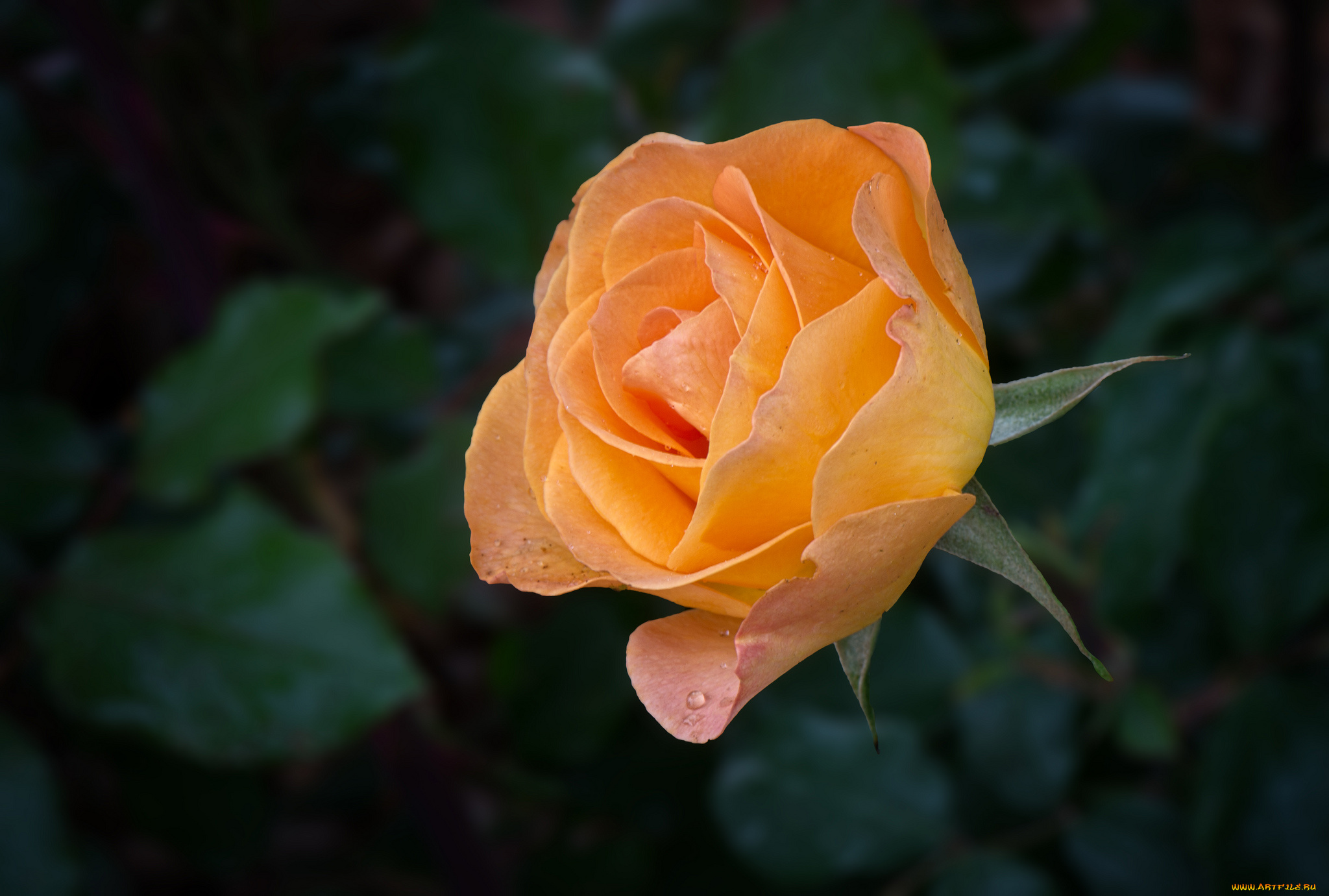 цветы, розы, лепестки, бутон