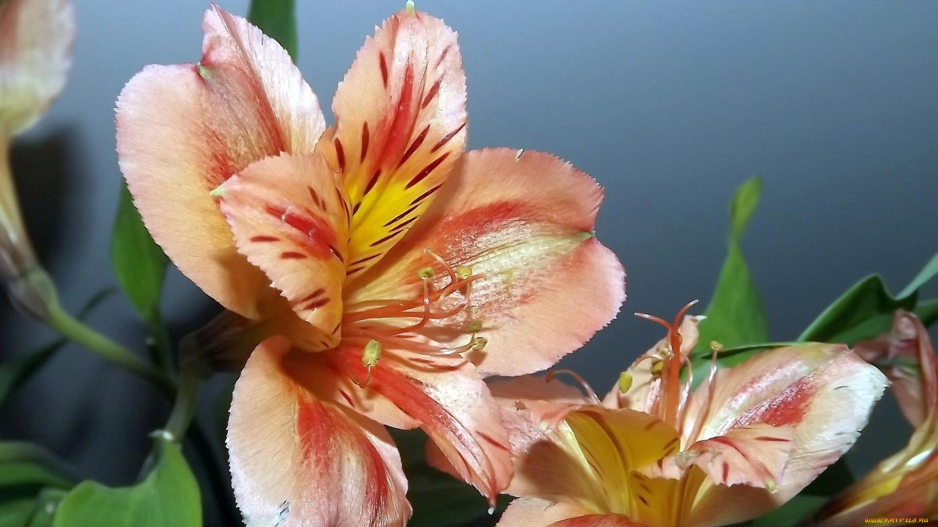 цветы, альстромерия, макро