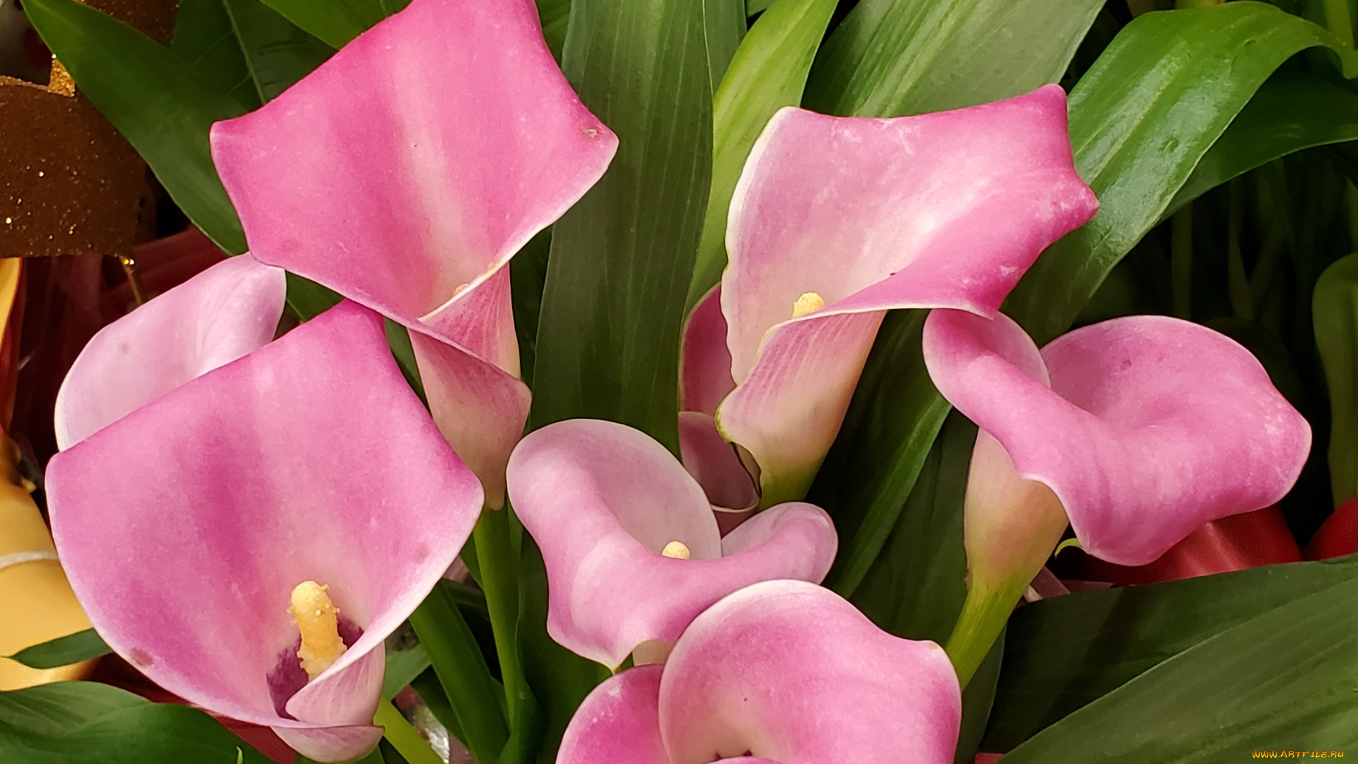 цветы, каллы, розовые