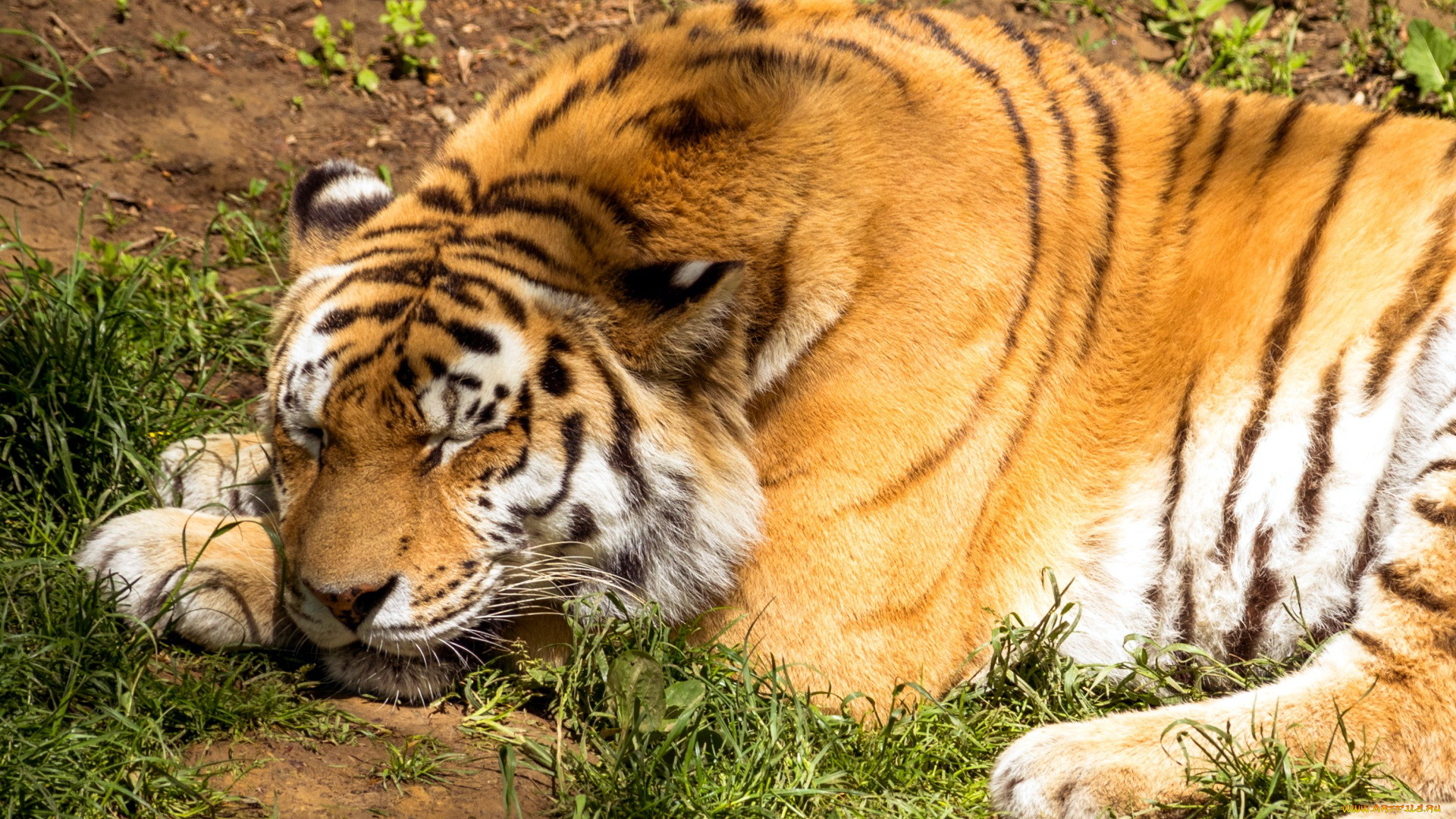 животные, тигры, тигр, хищник