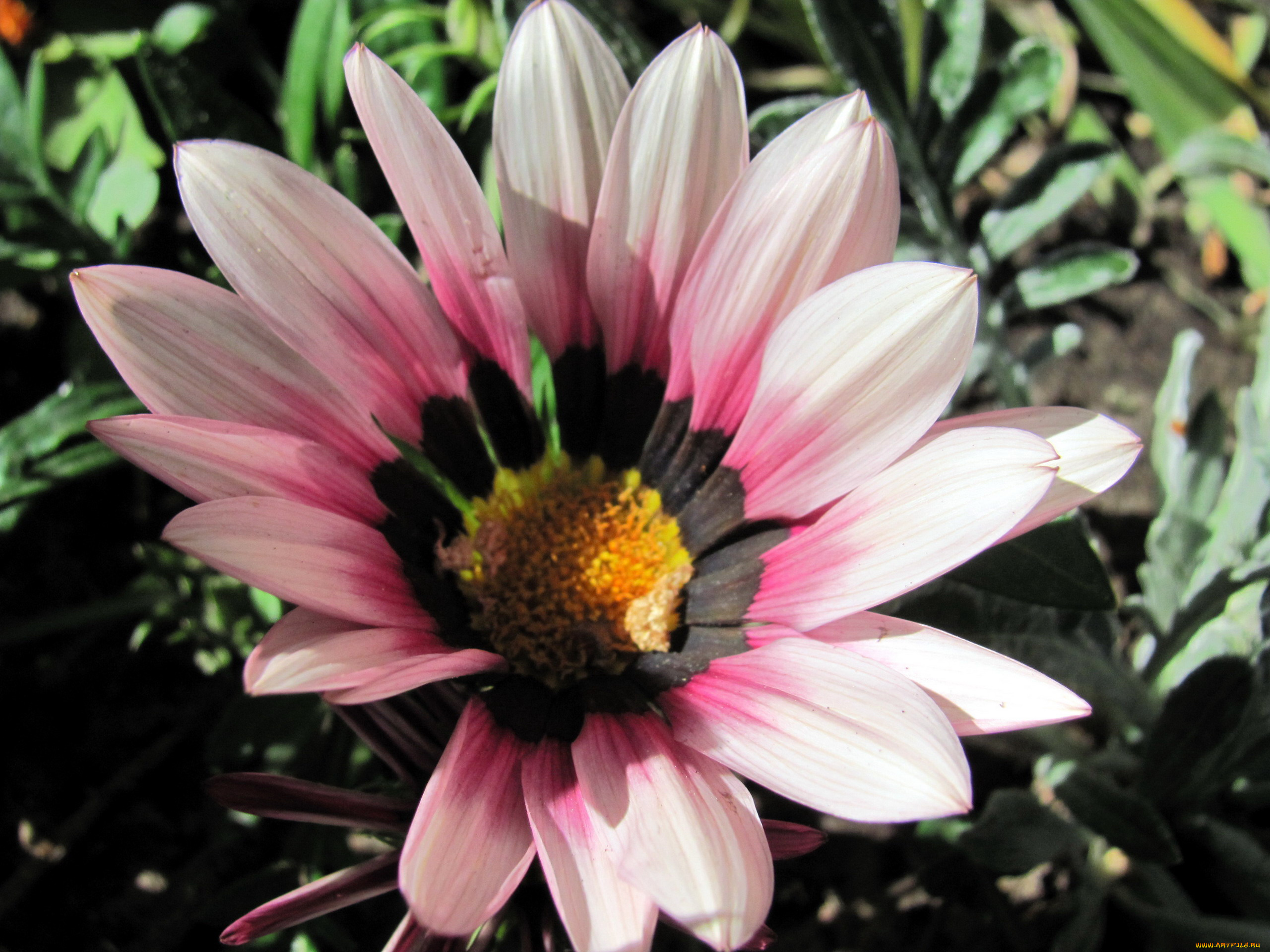 цветы, газания, макро