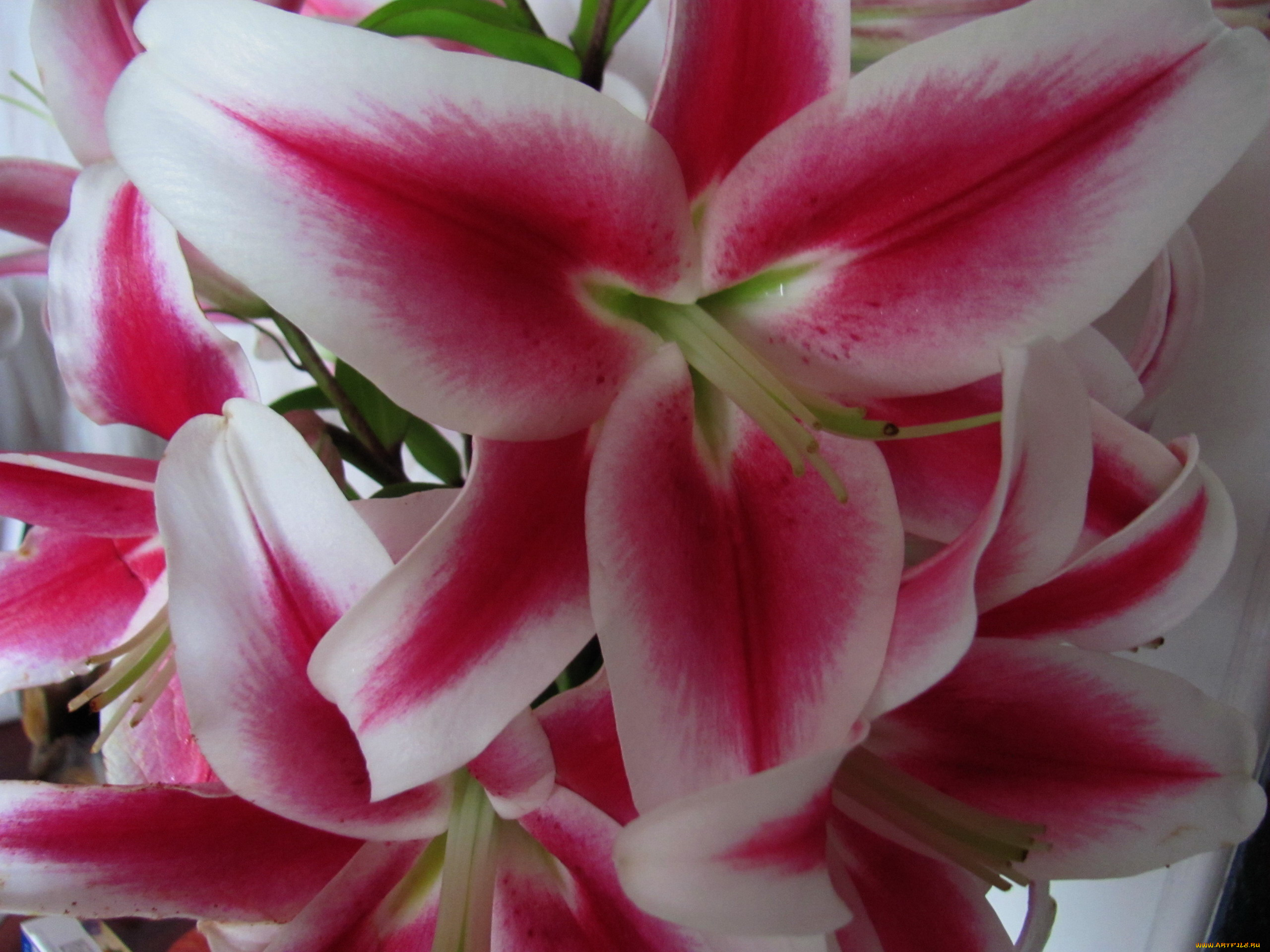 цветы, лилии, , лилейники, макро