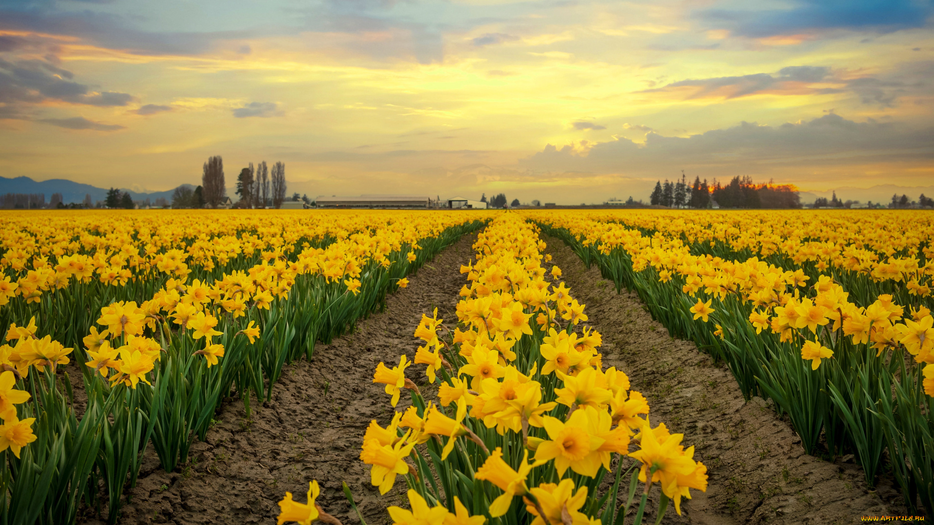 цветы, нарциссы, весна, желтые, плантация