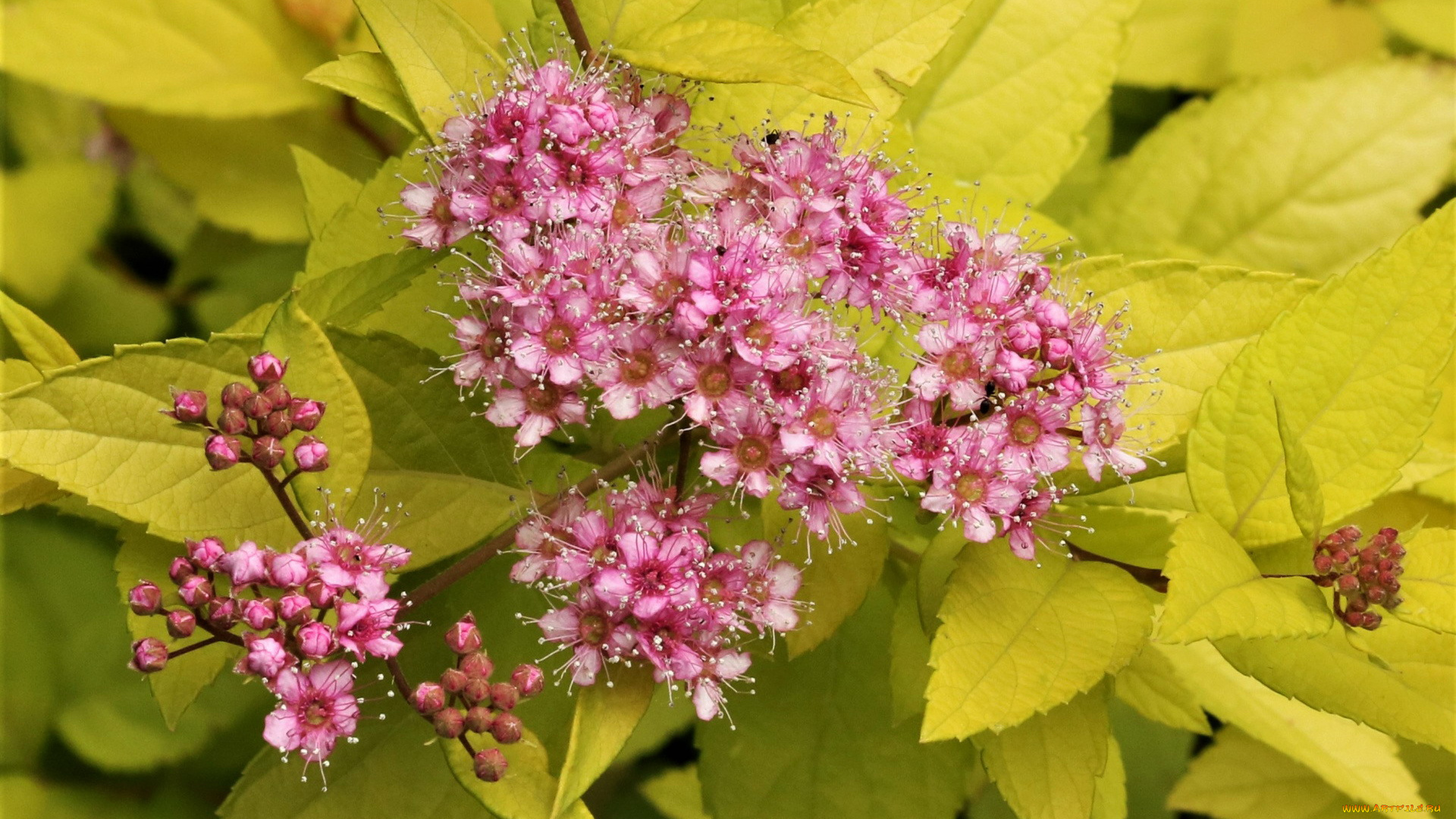 цветы, таволга, , спирея, , лабазник, листья, розовые, бутоны