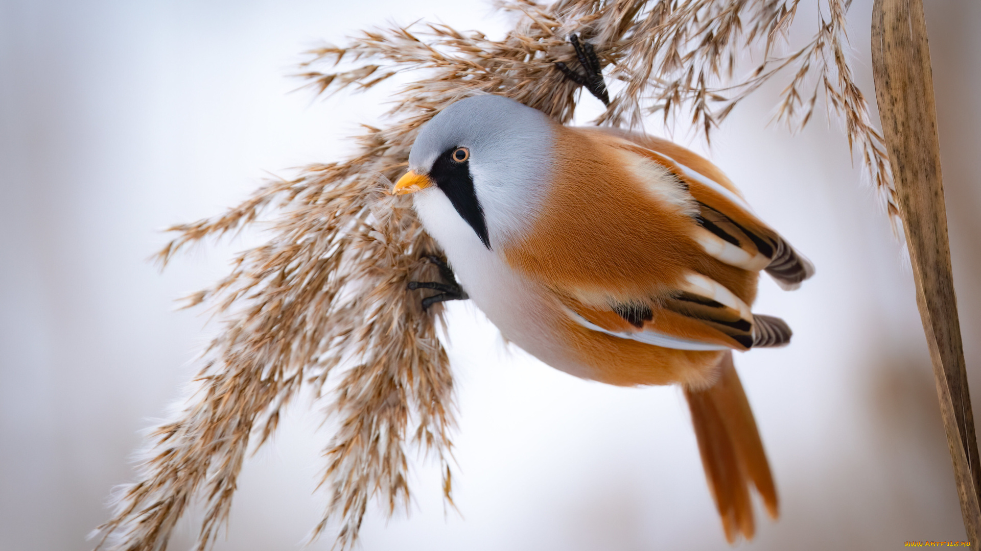 животные, птицы, птица