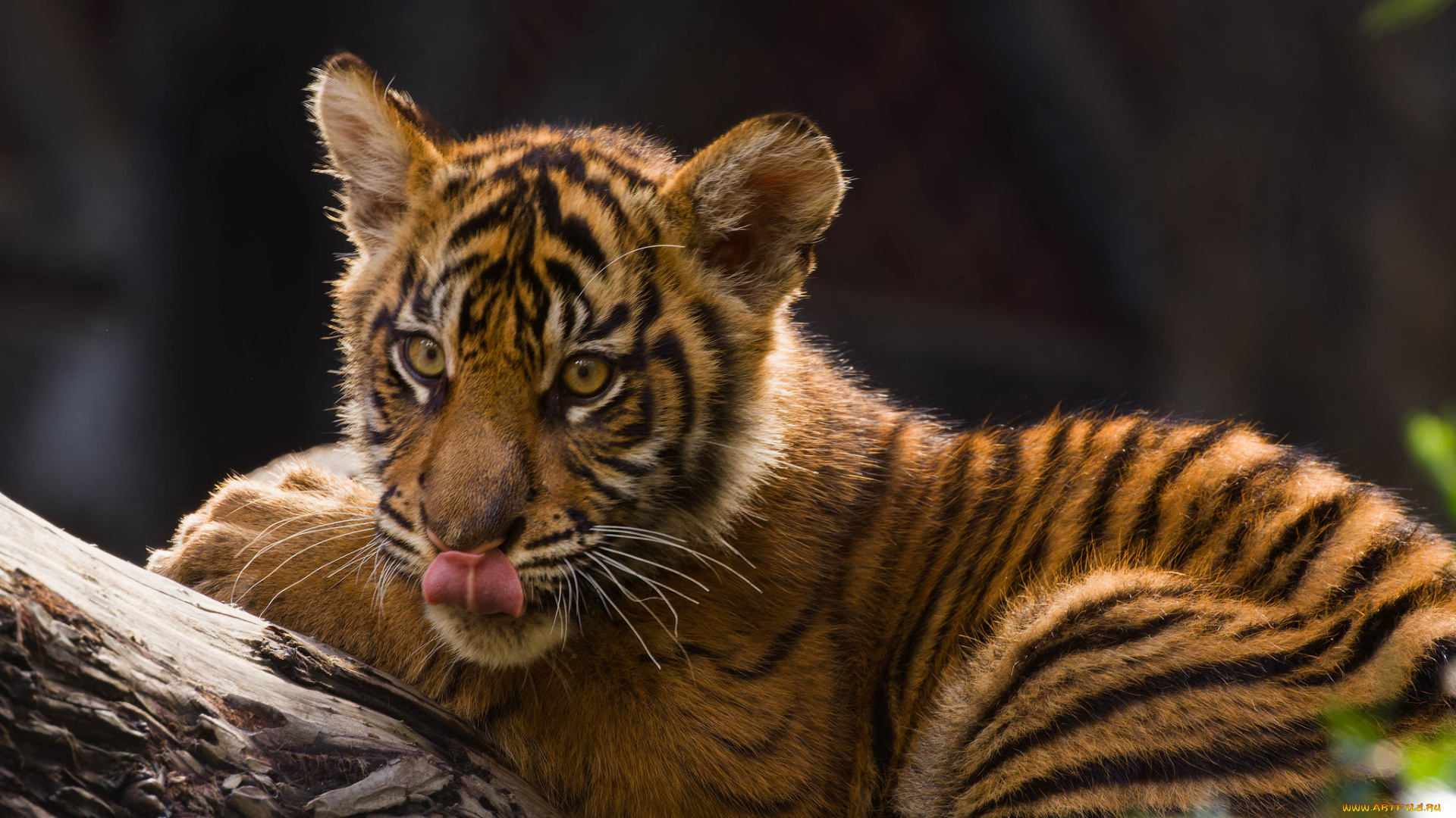 животные, тигры, тигрёнок