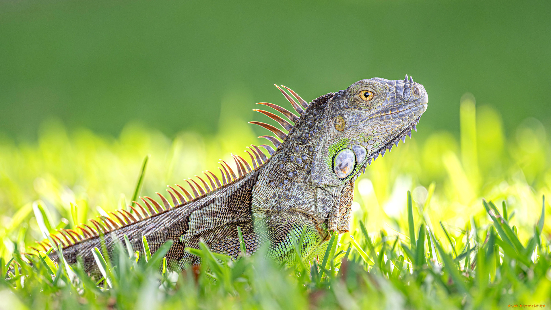 животные, ящерицы, , игуаны, , вараны, ящерица