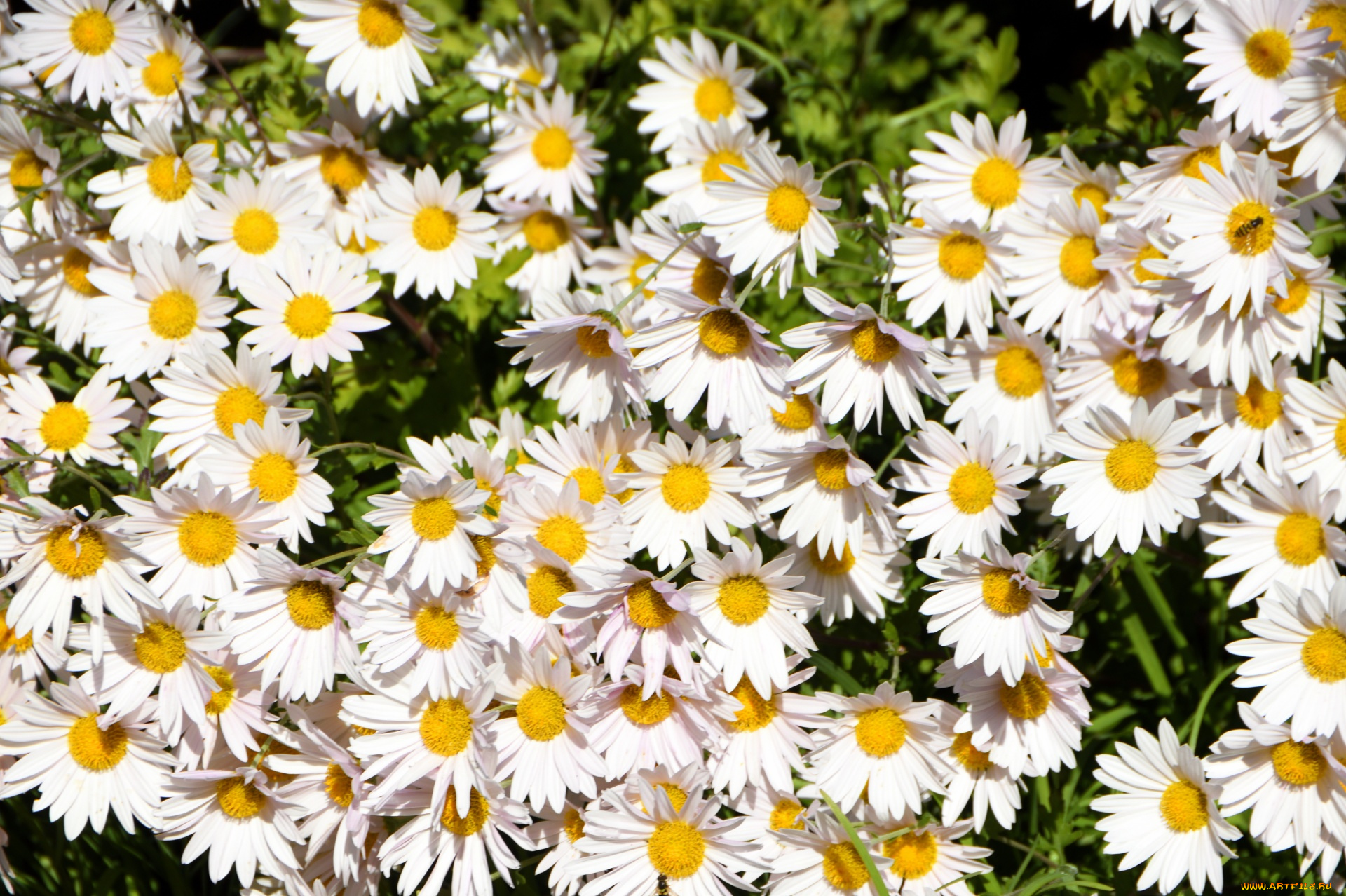 цветы, ромашки, белые, много