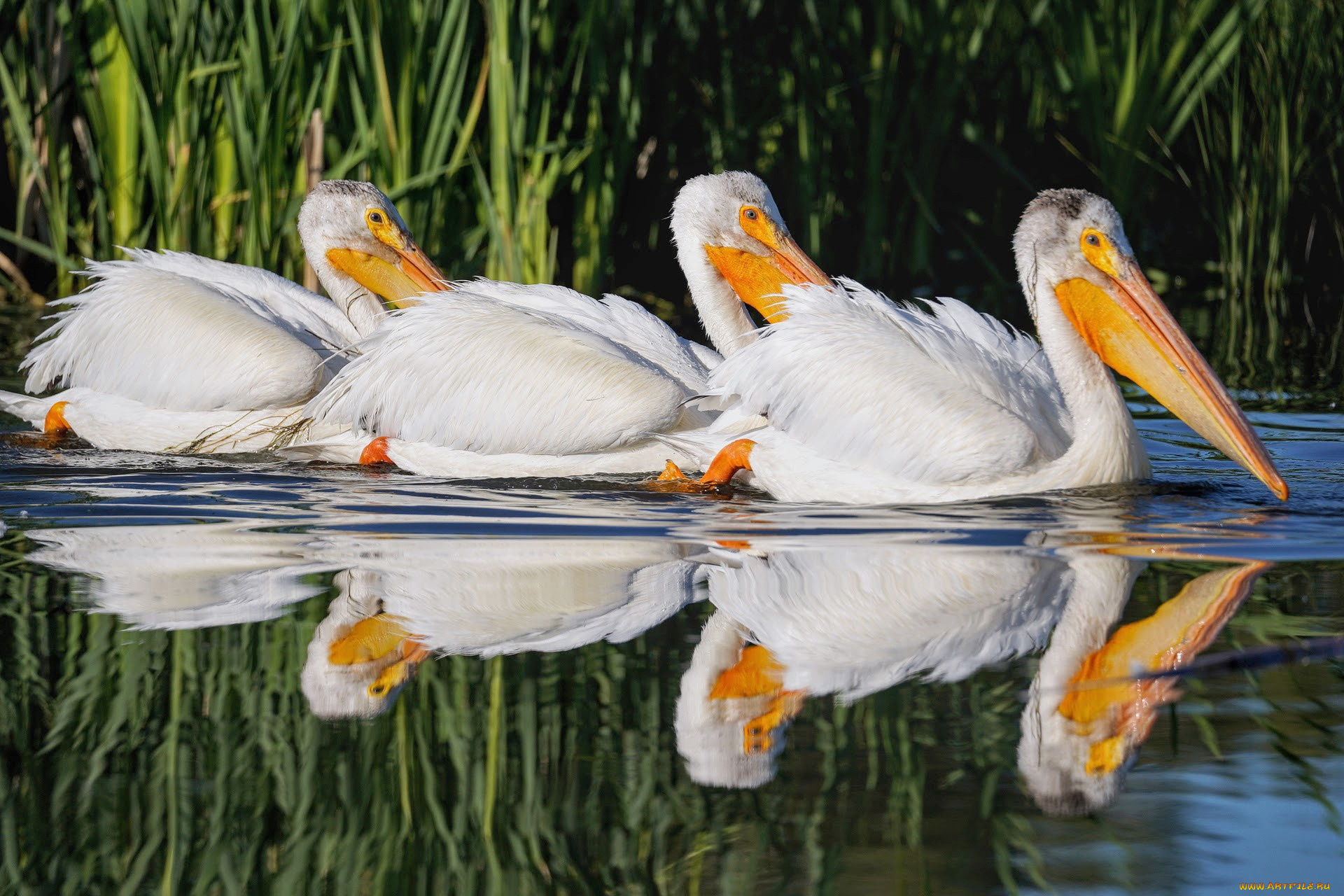 животные, пеликаны