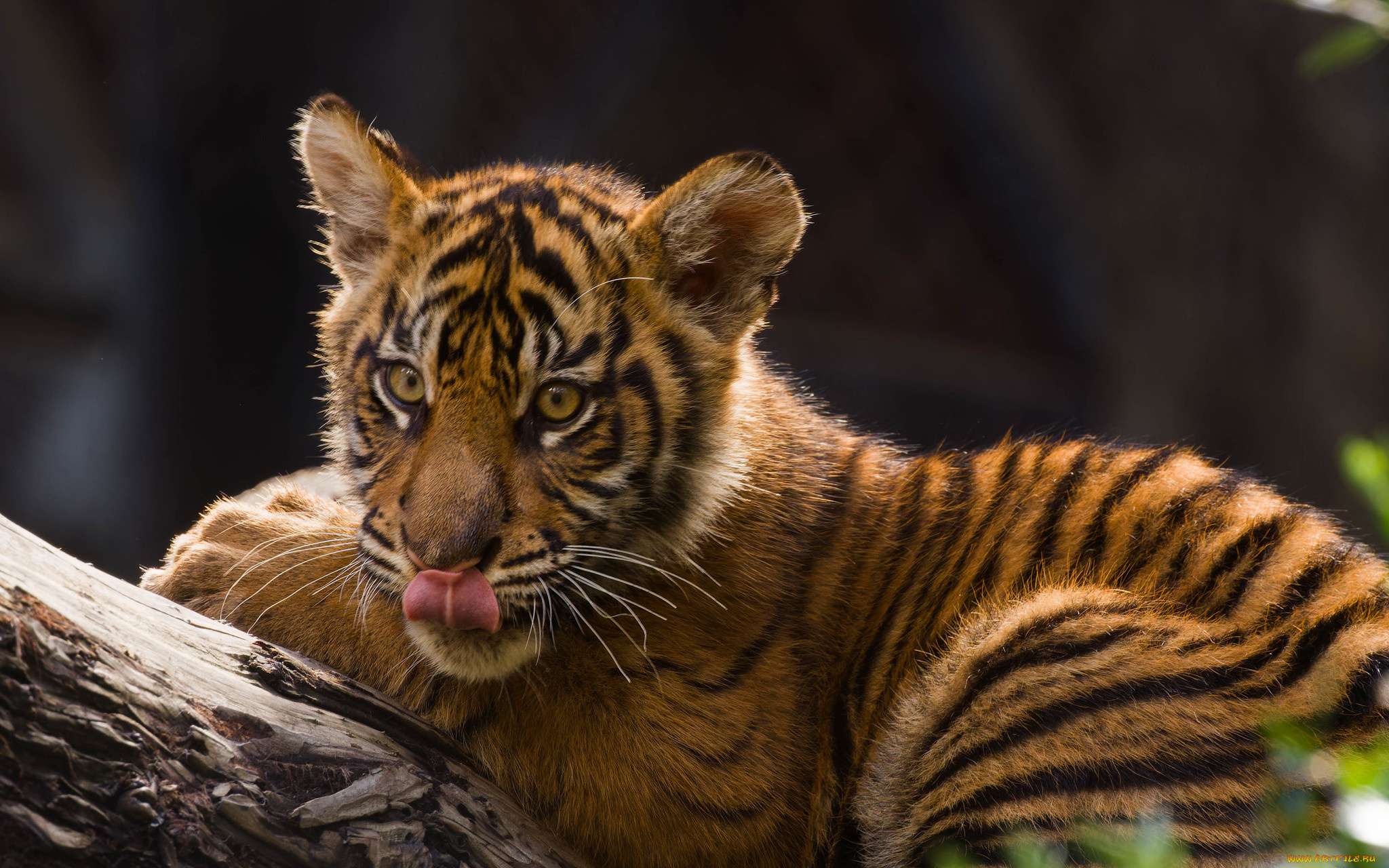 животные, тигры, тигрёнок